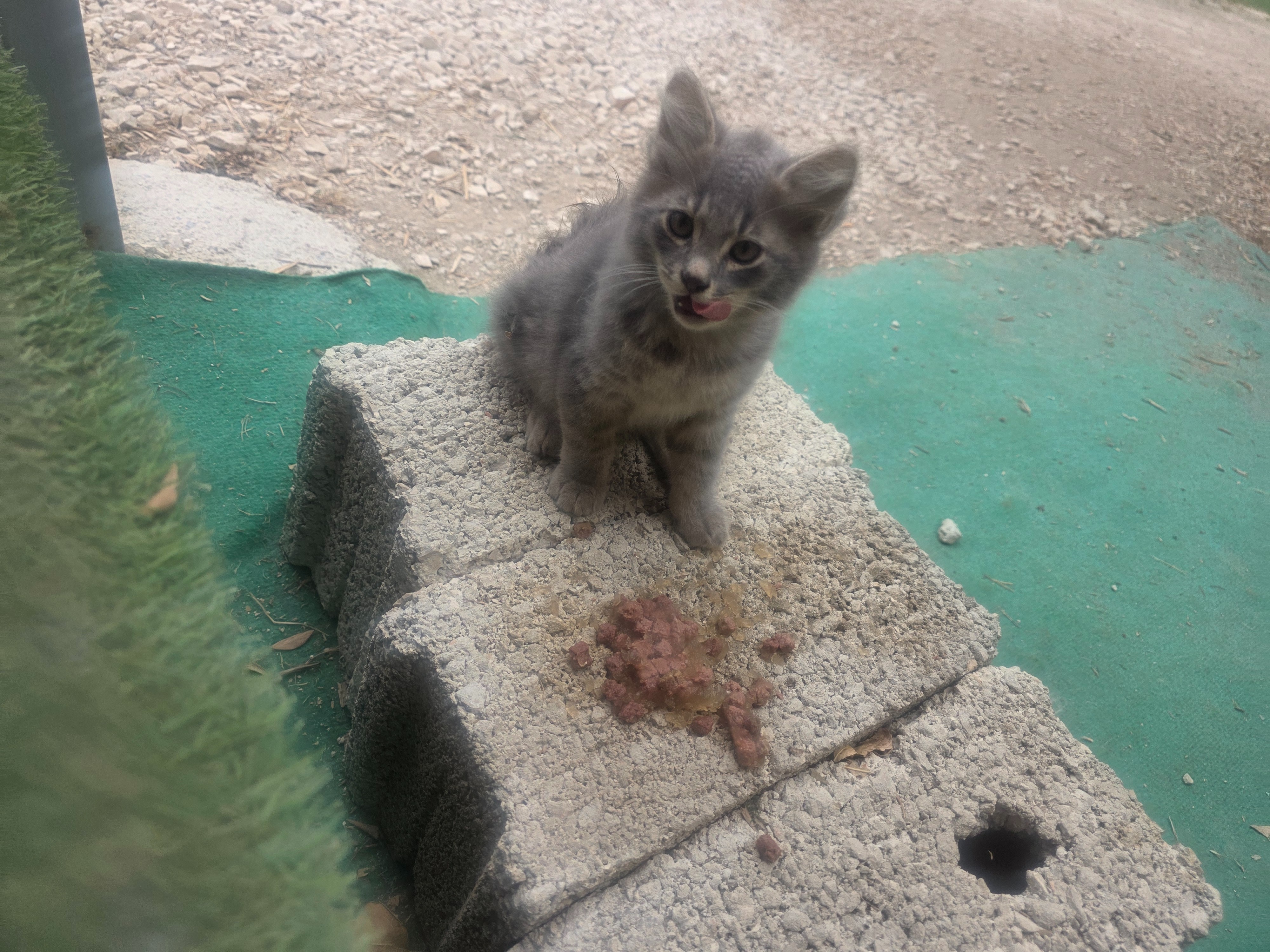 CRITICAL: Get Mother Cat and Her Two Babies OFF Busy road campaign photo, 2 of 7