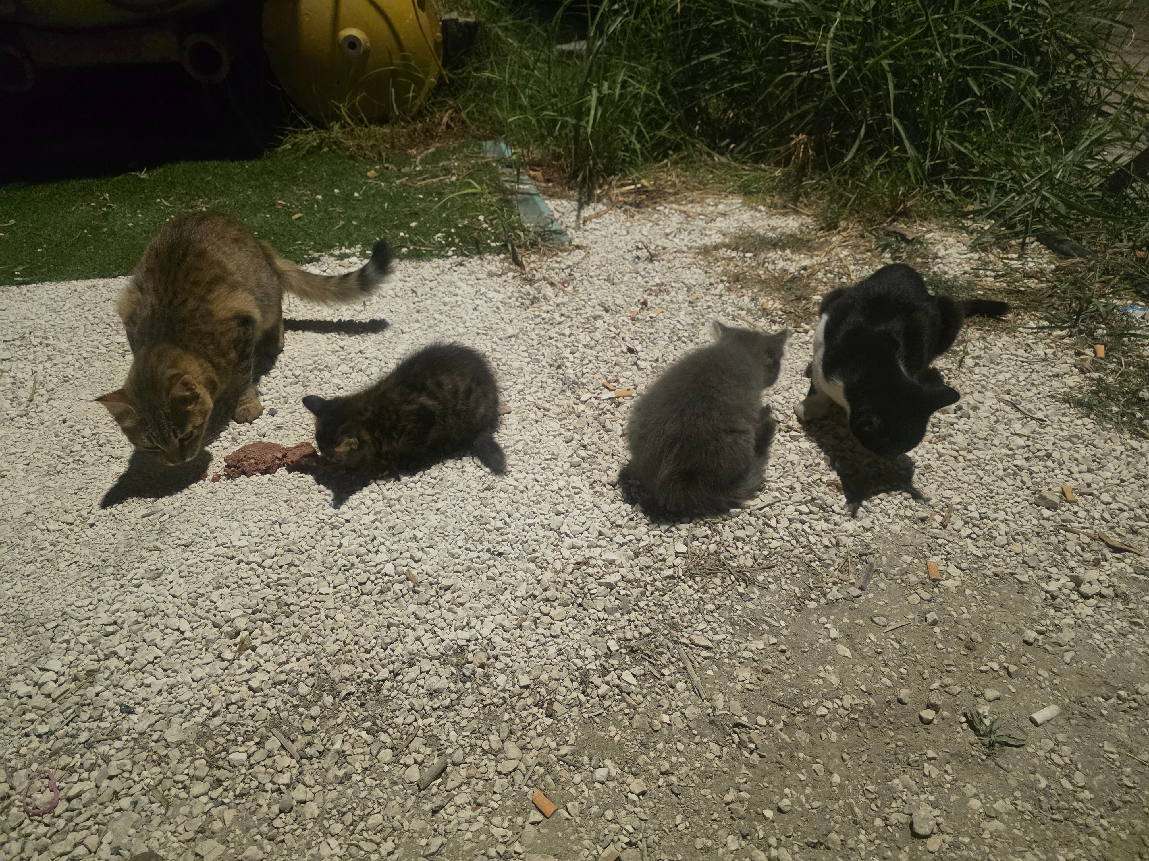 CRITICAL: Get Mother Cat and Her Two Babies OFF Busy road campaign photo, 6 of 7