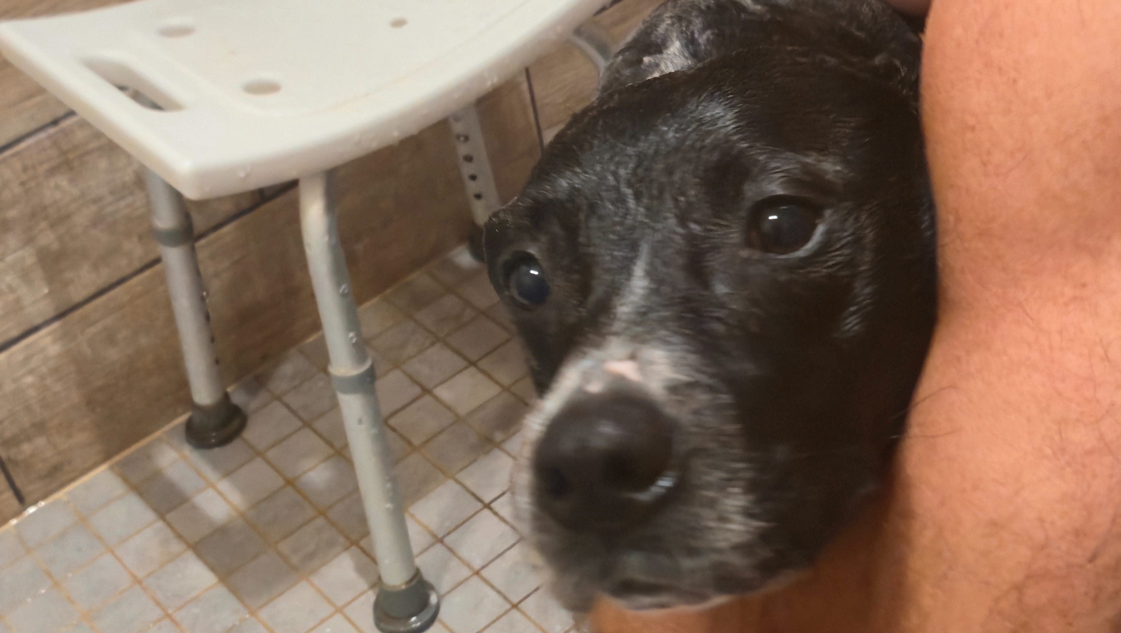Donate to Rescue Abused Animals in Lawrence County photo