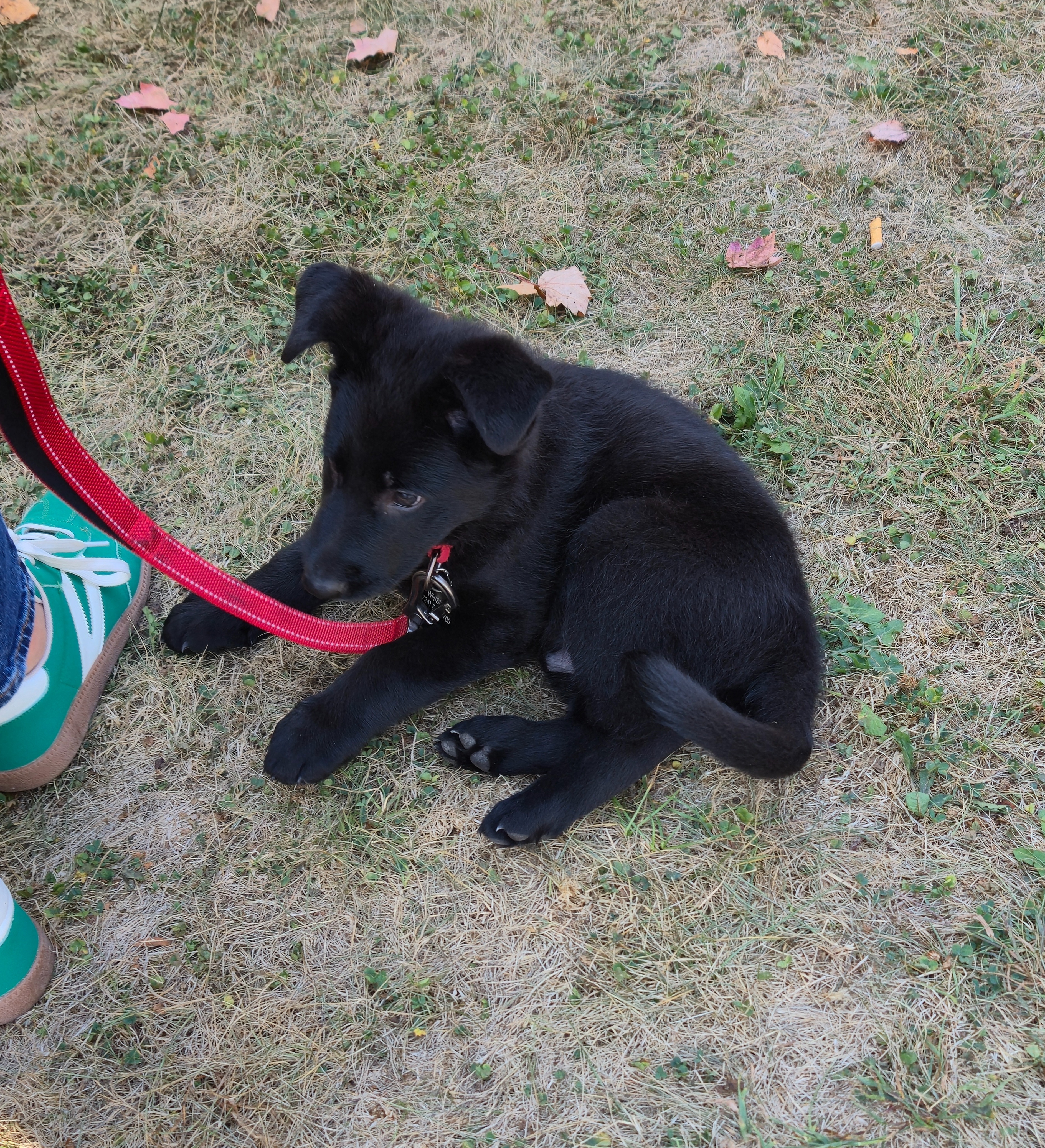 Donate to Rescue Abused Animals in Lawrence County campaign photo, 2 of 8