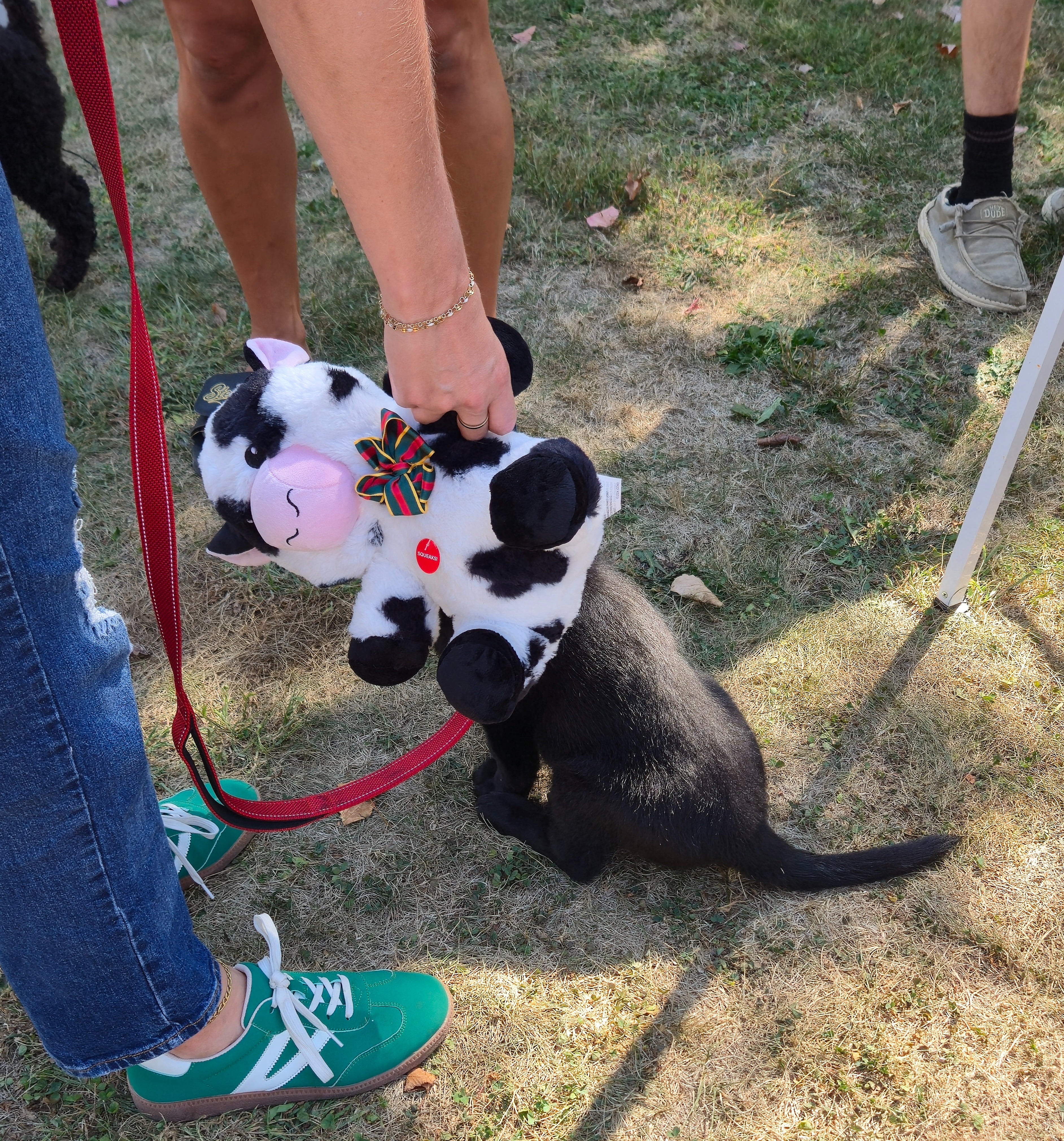 Donate to Rescue Abused Animals in Lawrence County campaign photo, 6 of 8