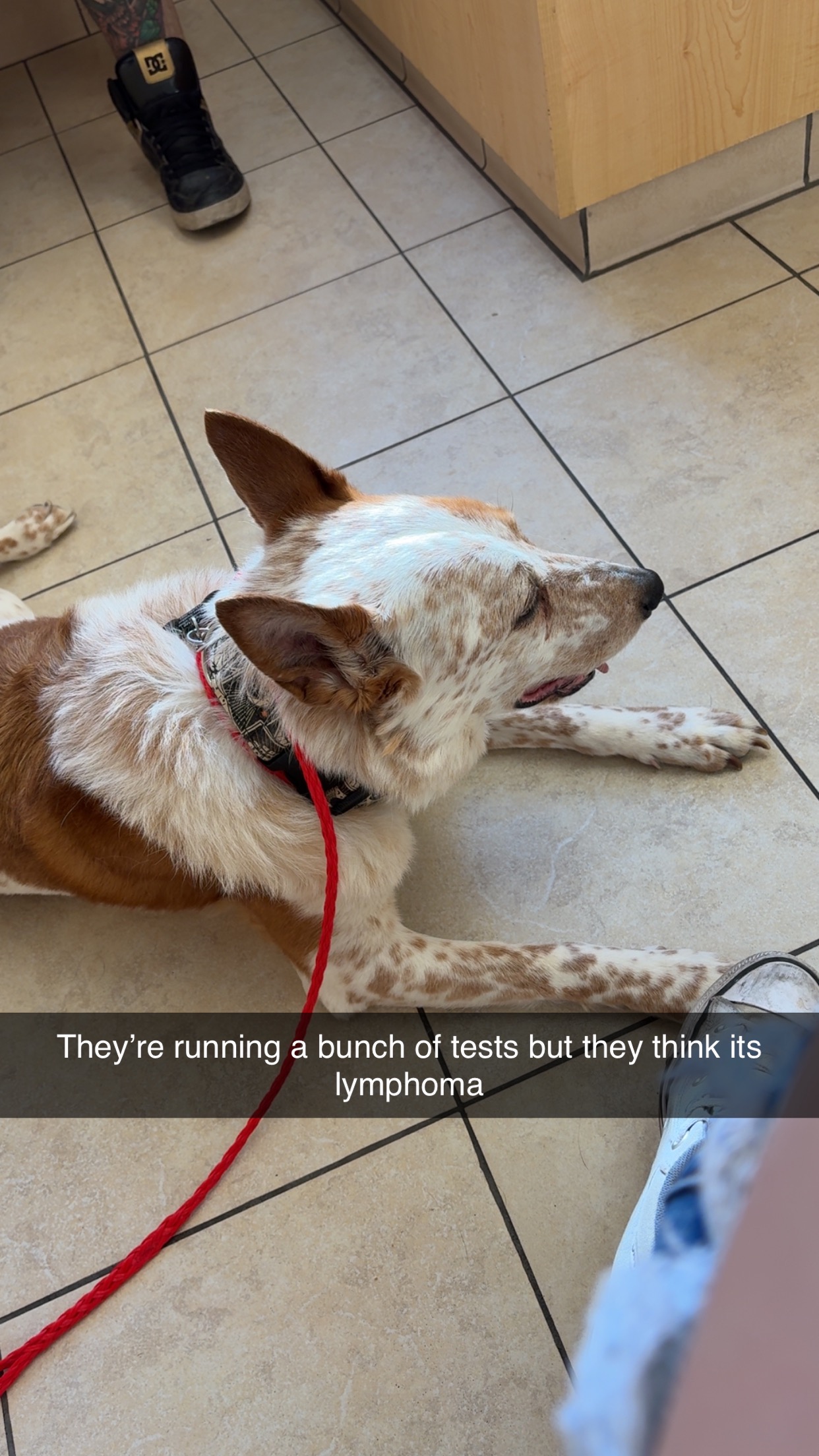 Lou Dogs Cancer Treatment campaign photo, 2 of 6