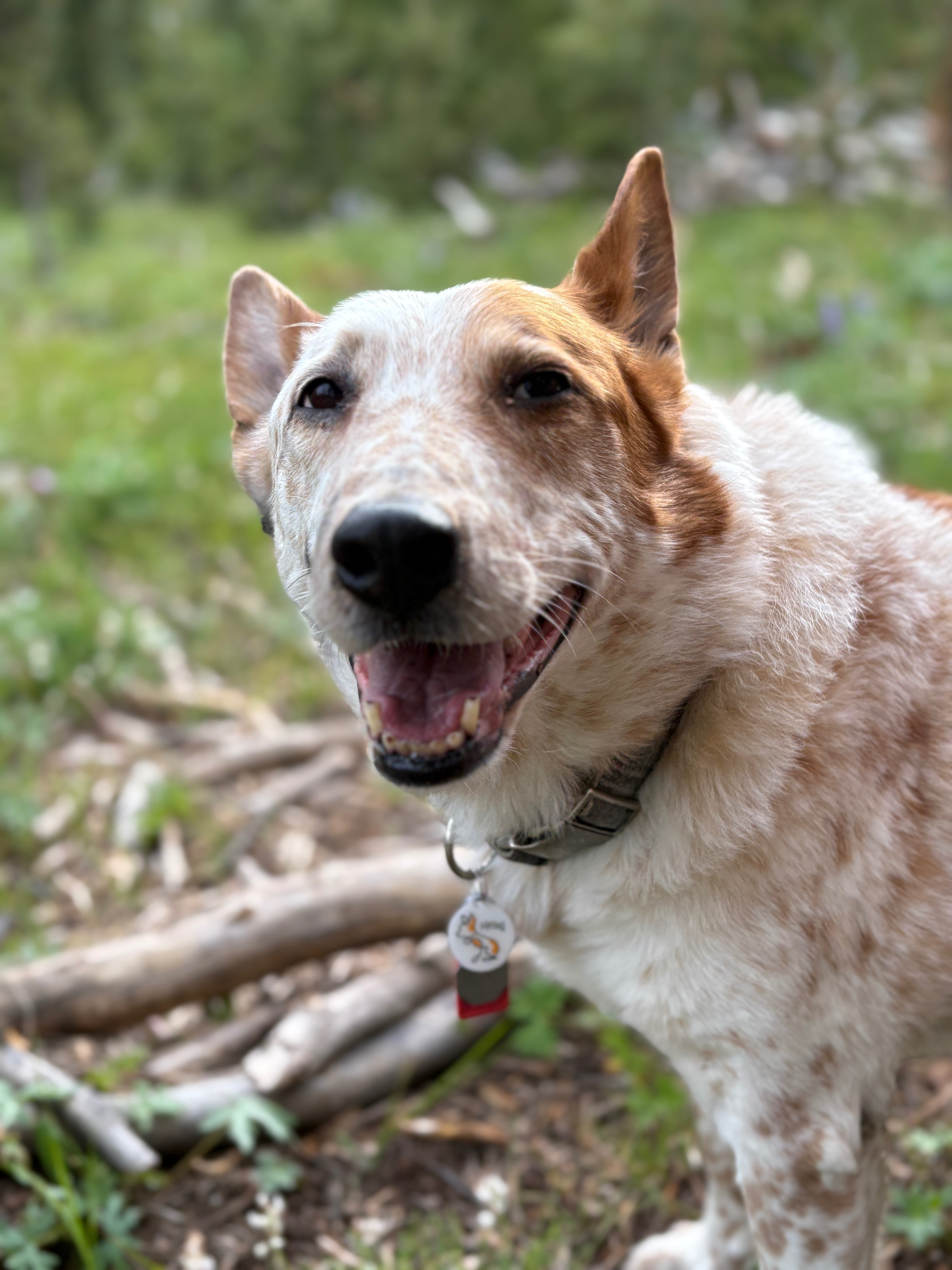 Lou Dogs Cancer Treatment campaign photo, 4 of 6