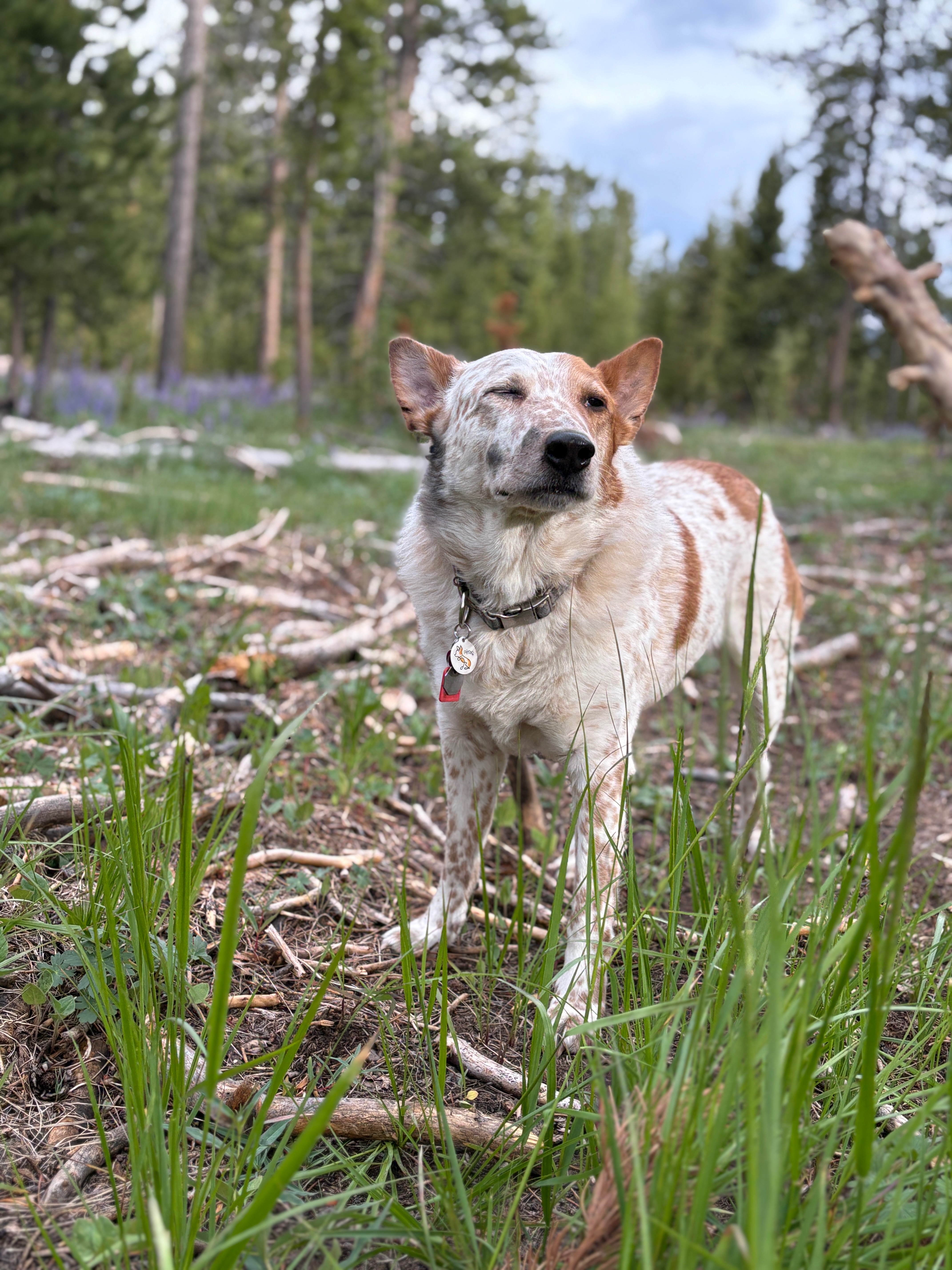Lou Dogs Cancer Treatment campaign photo, 5 of 6