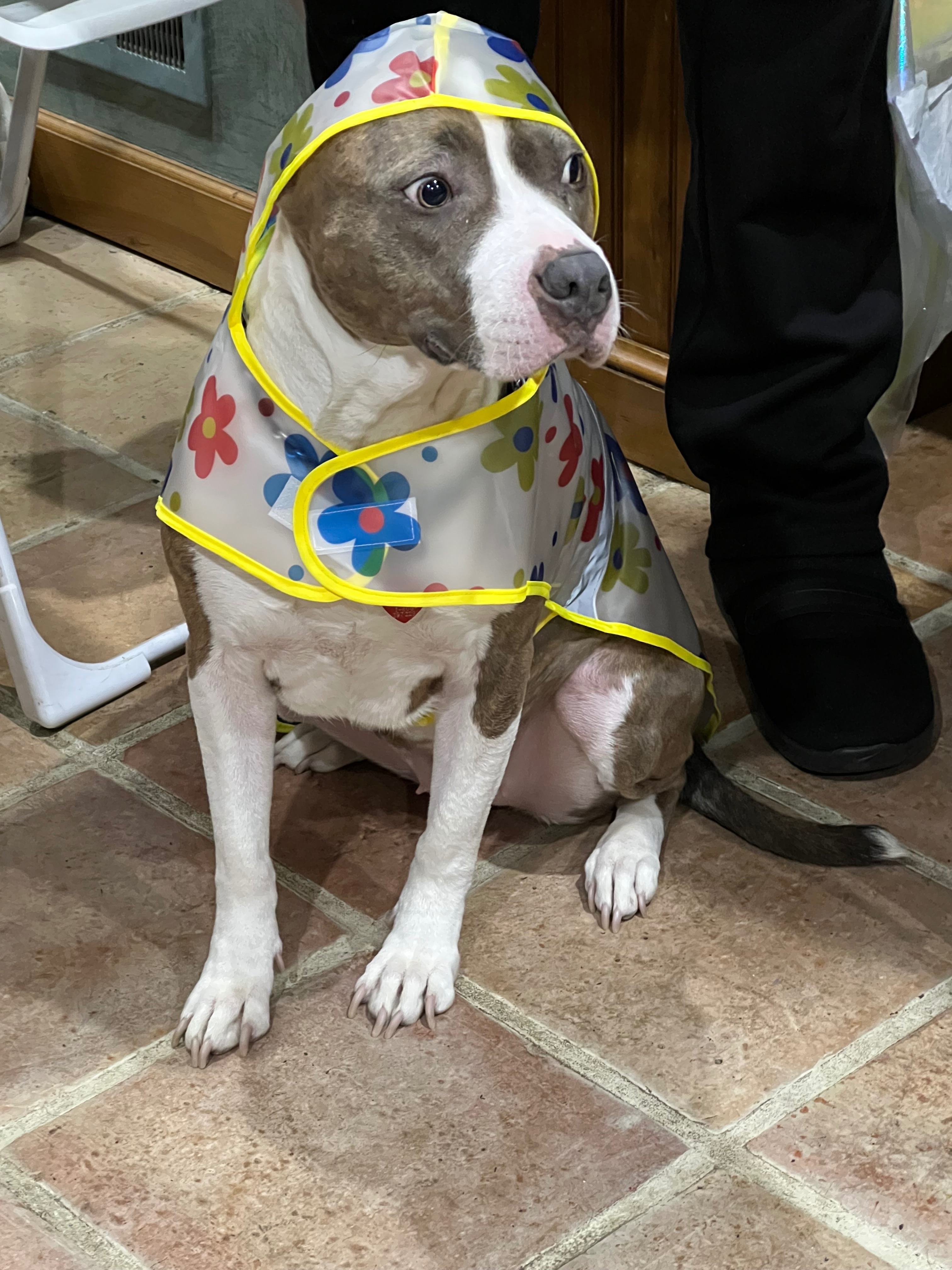 Save Zara: Urgent Surgery Needed campaign photo, 4 of 8