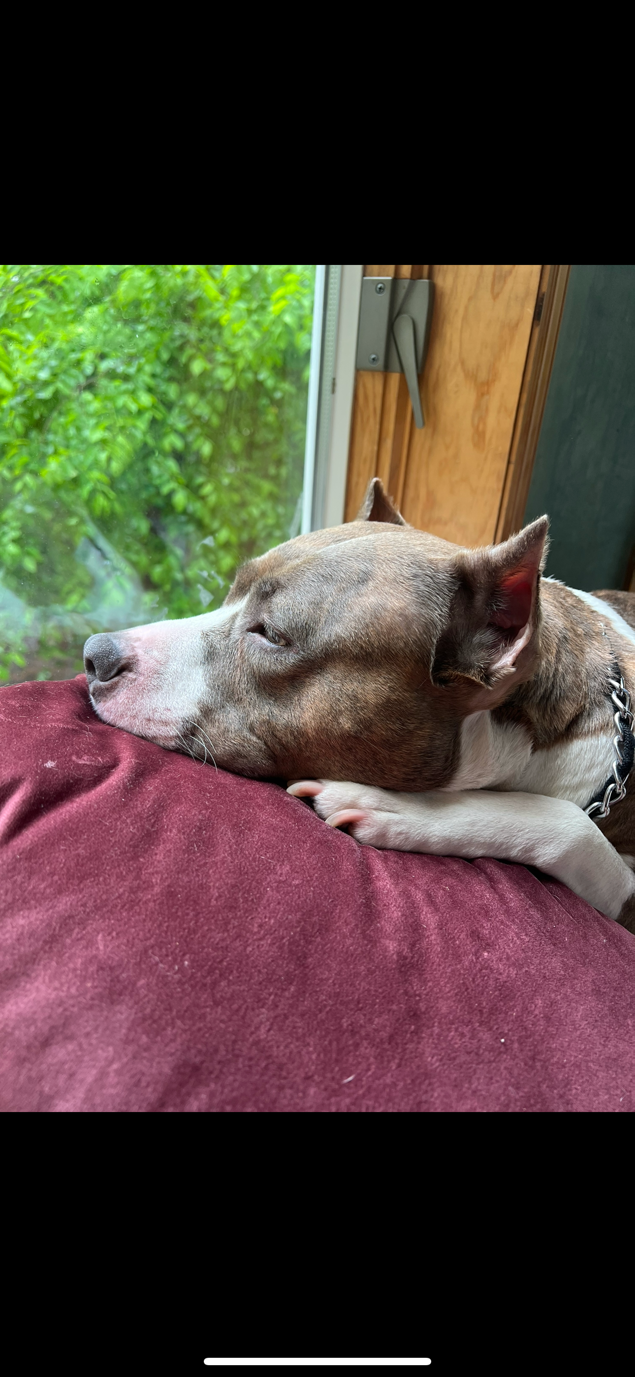 Save Zara: Urgent Surgery Needed campaign photo, 6 of 8