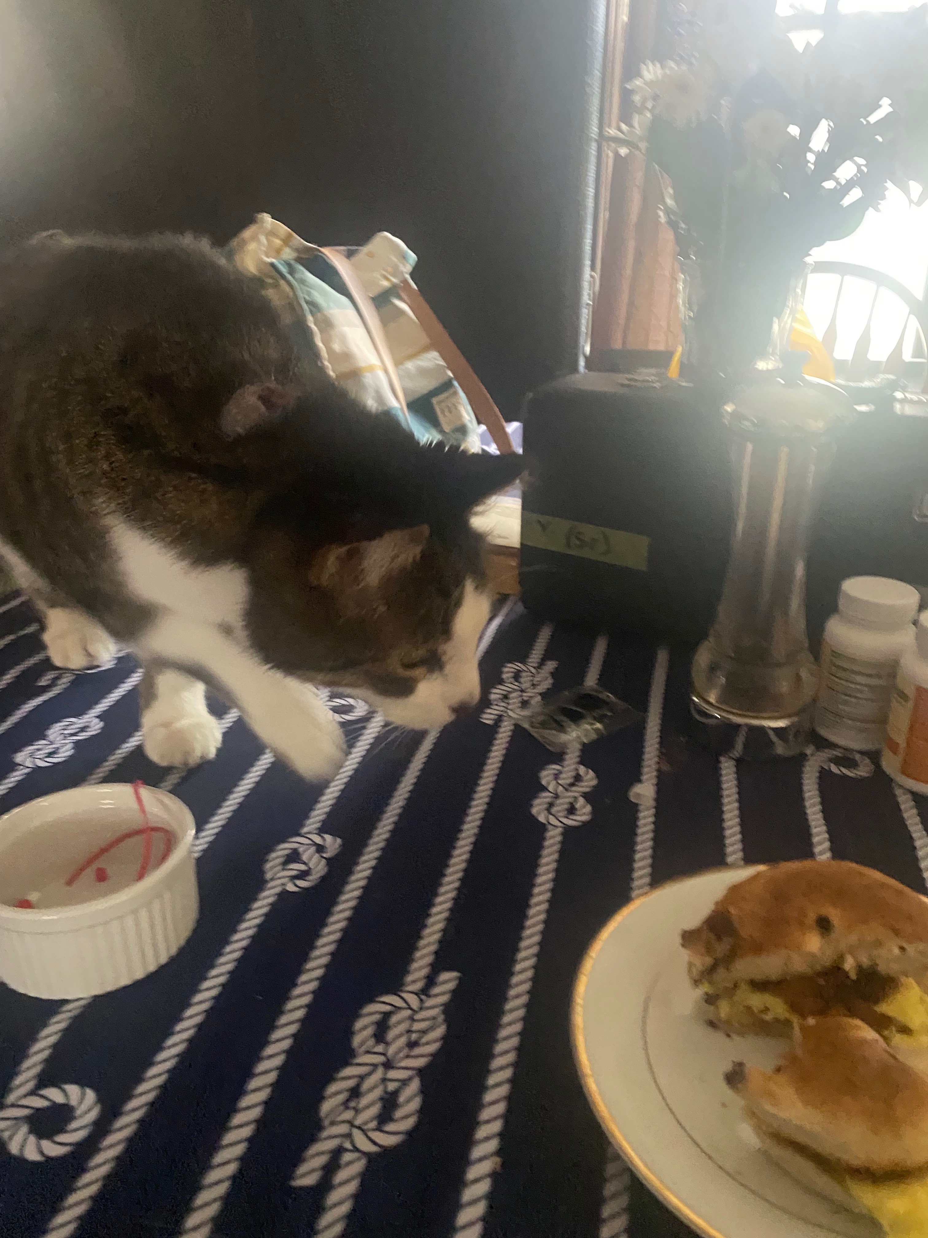 Raise money for Tabby’s surgery campaign photo, 4 of 5