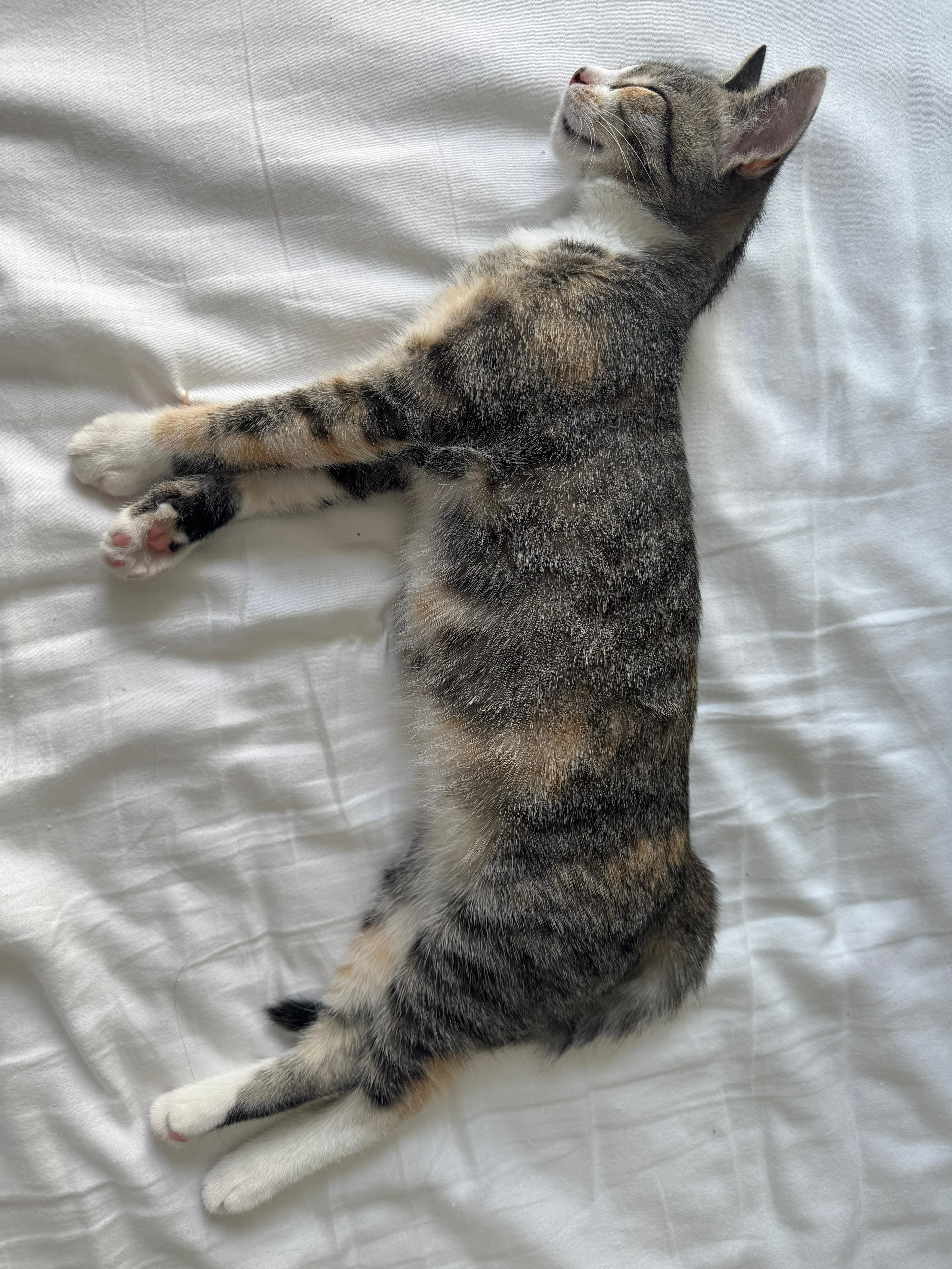 Donate to save Daphne the FELV and FIP kitten campaign photo, 5 of 6