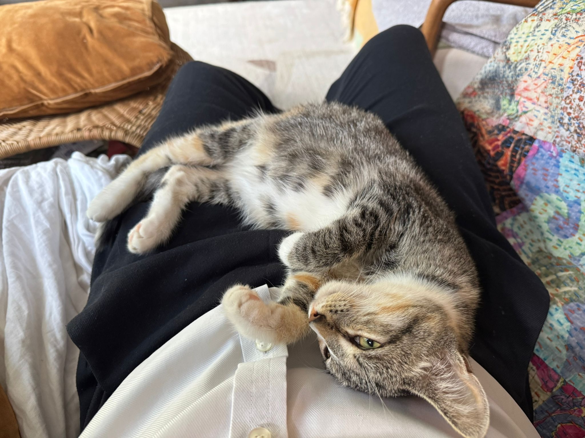Donate to save Daphne the FELV and FIP kitten campaign photo, 2 of 6