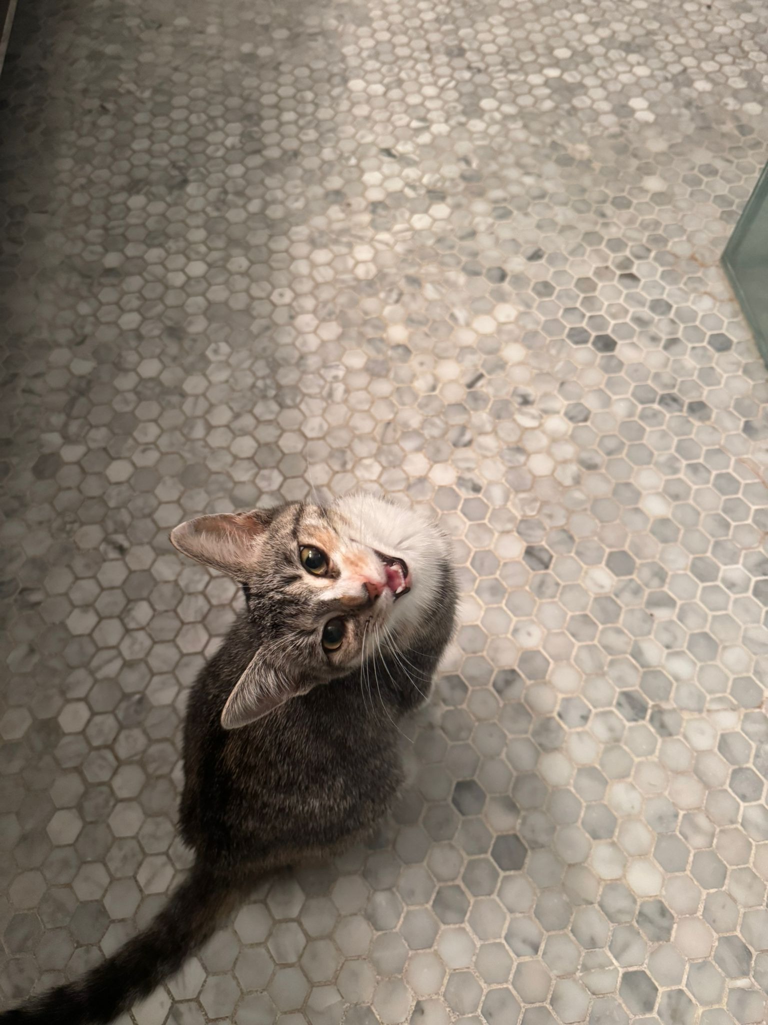Donate to save Daphne the FELV and FIP kitten campaign photo, 4 of 6