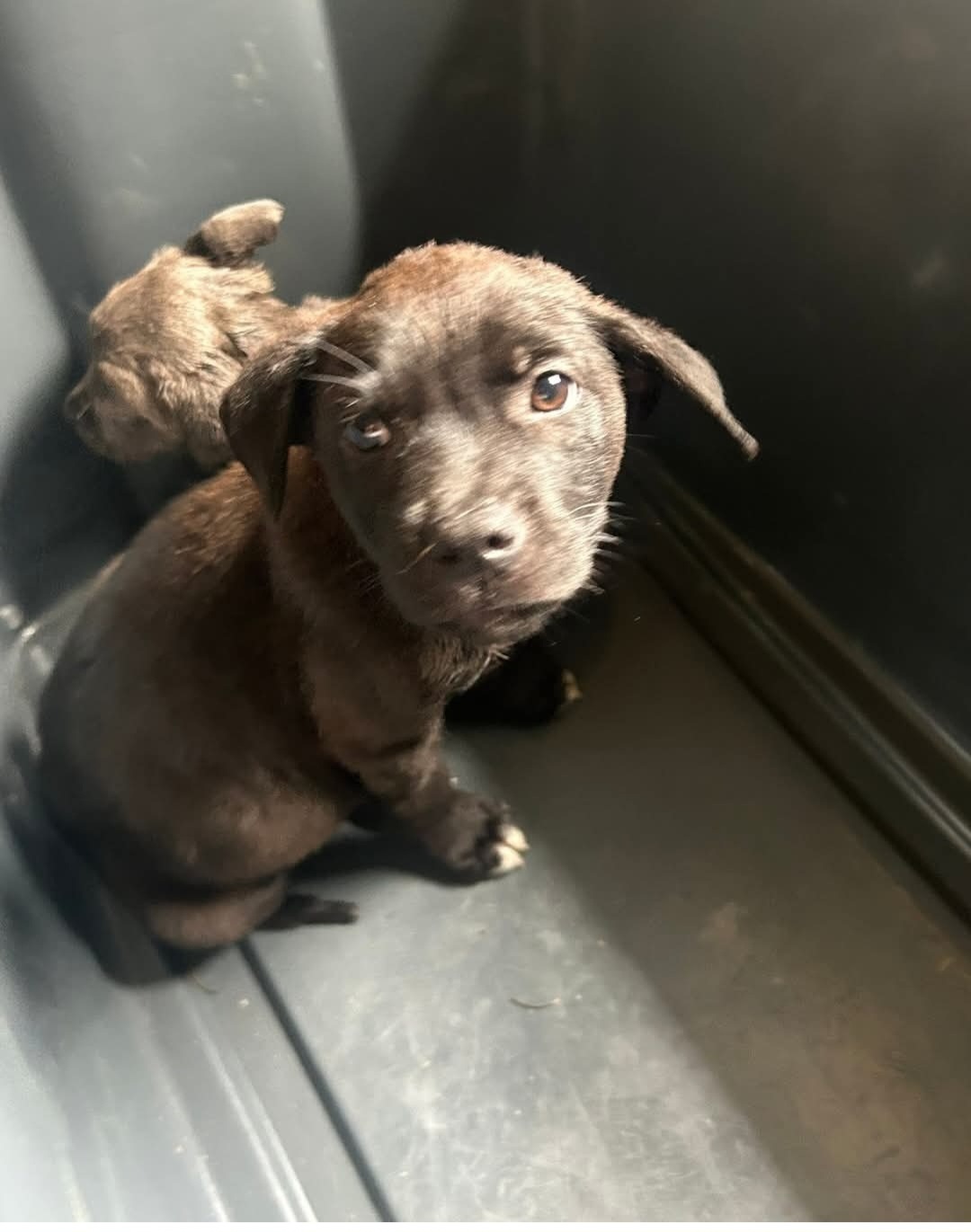 Sick puppy needs your help campaign photo, 4 of 4