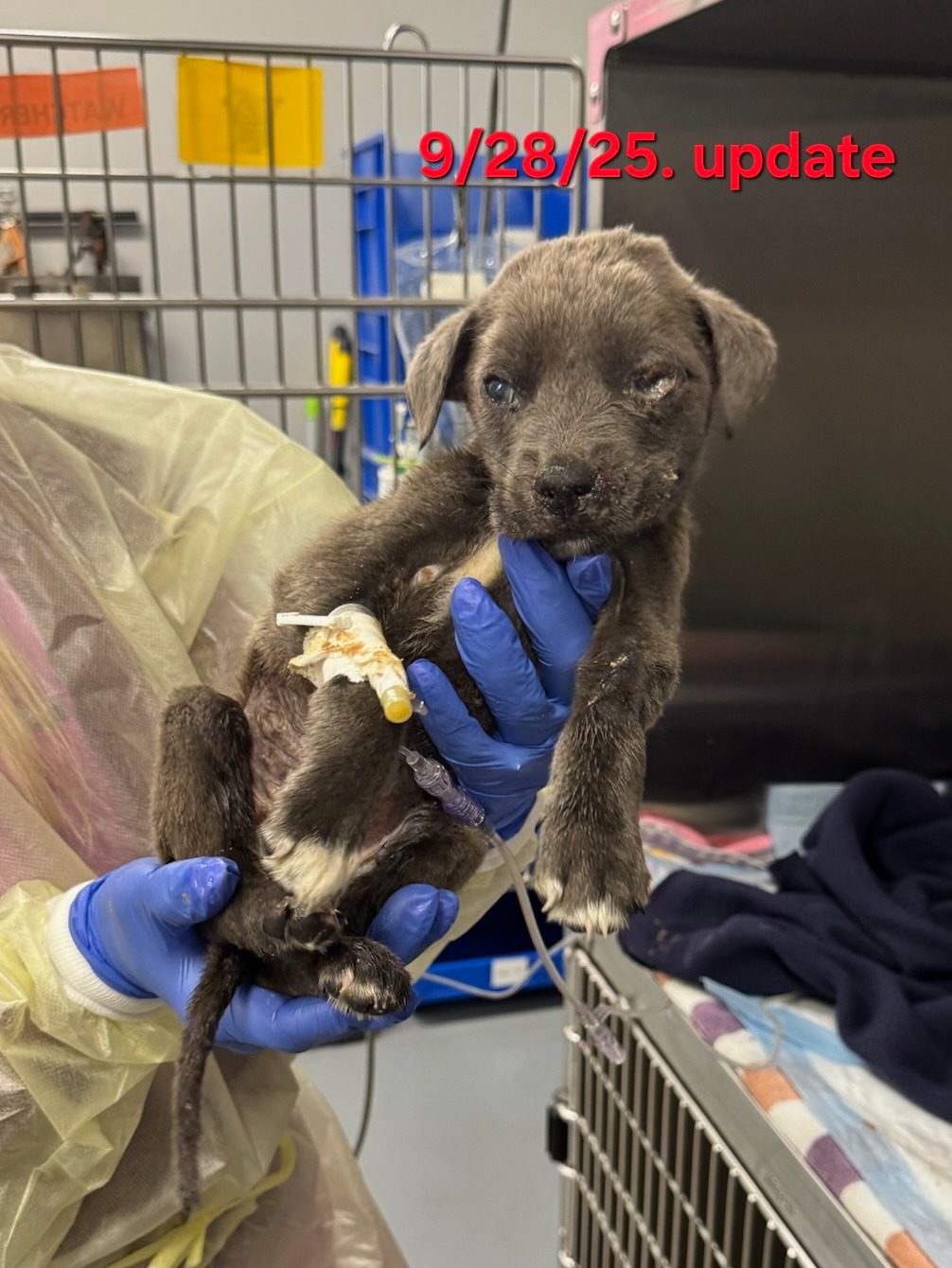 Sick puppy needs your help campaign photo, 2 of 4