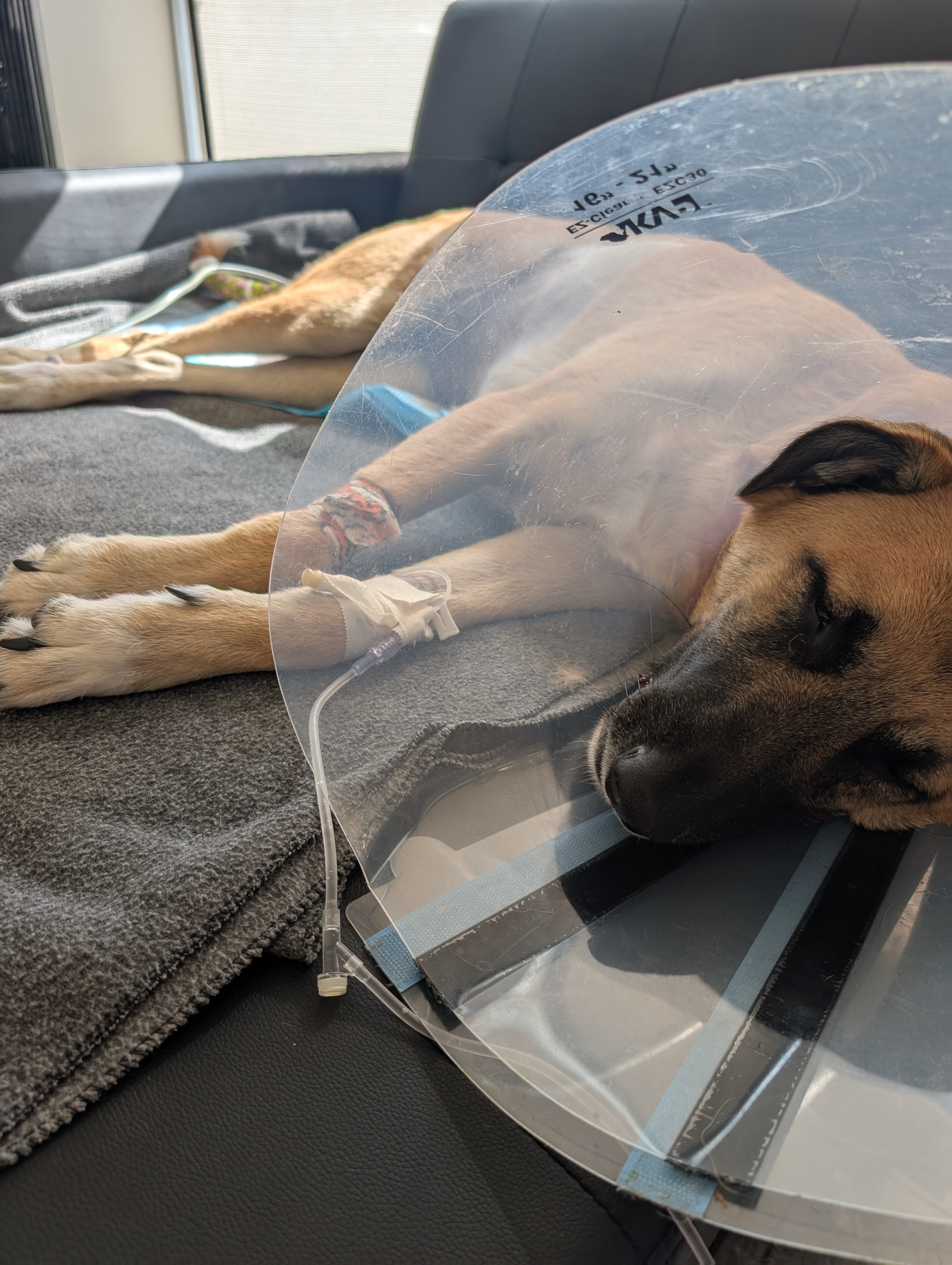 Help Ranae Recover from Saving Sapphire campaign photo, 7 of 8