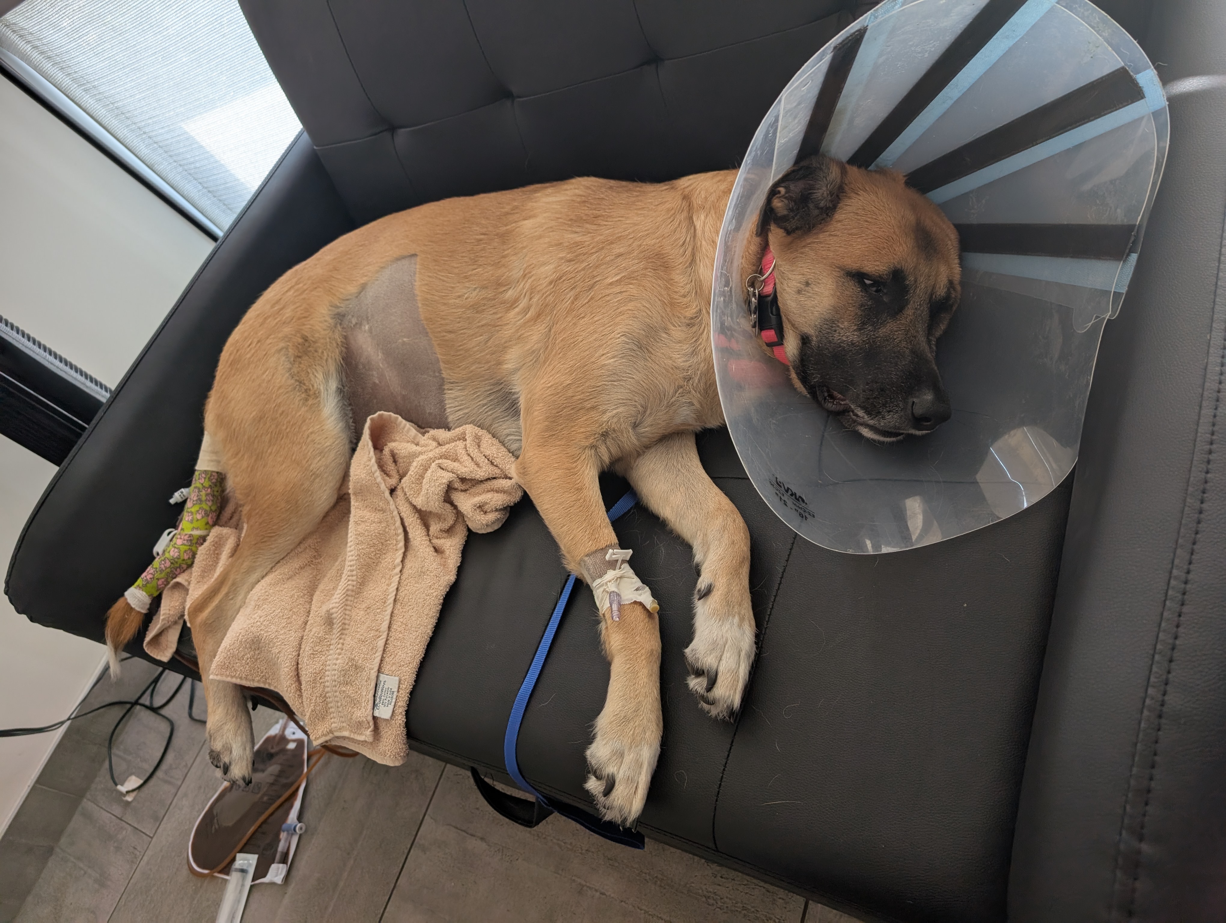Help Ranae Recover from Saving Sapphire campaign photo, 2 of 8