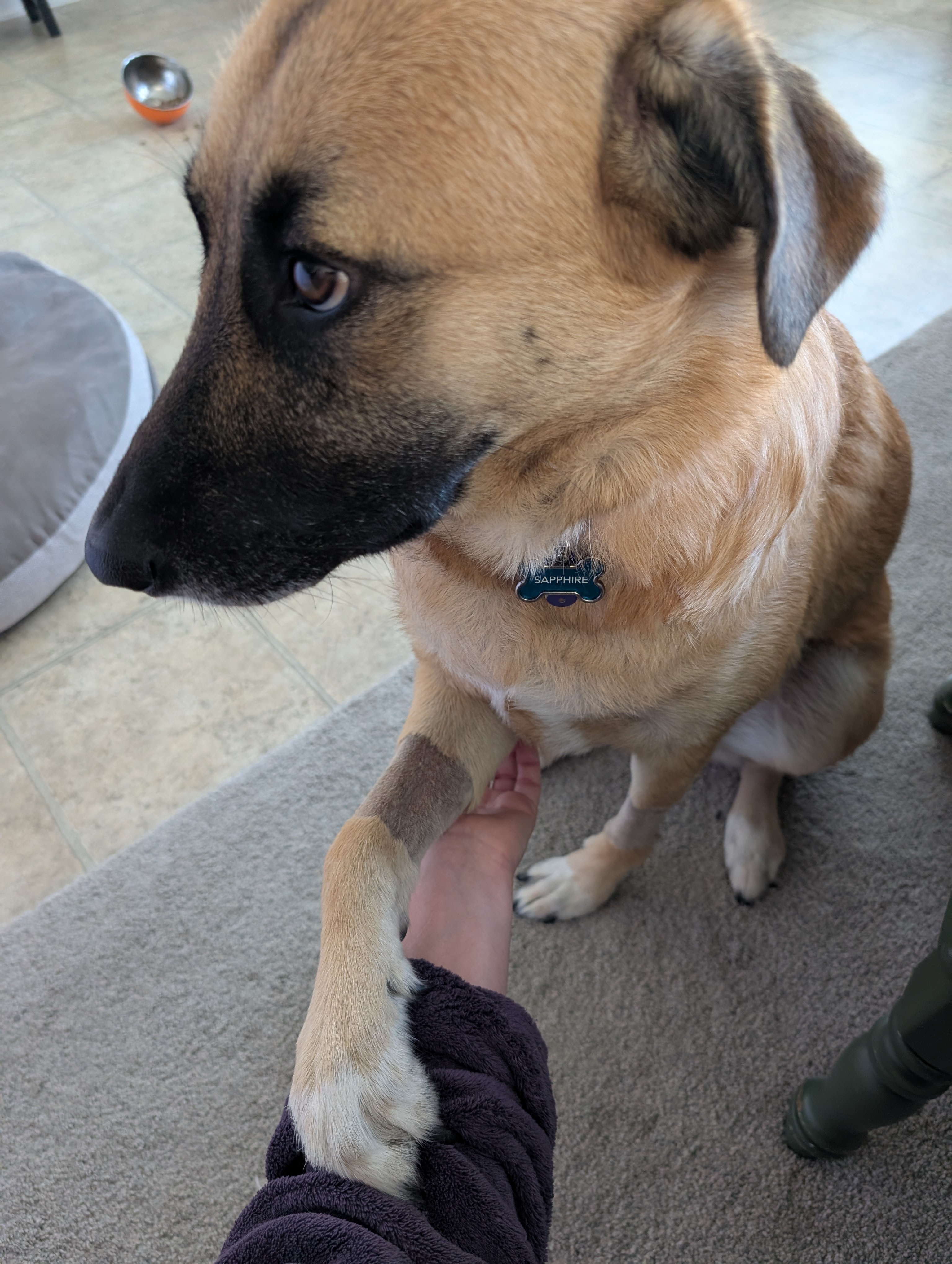 Help Ranae Recover from Saving Sapphire campaign photo, 4 of 8