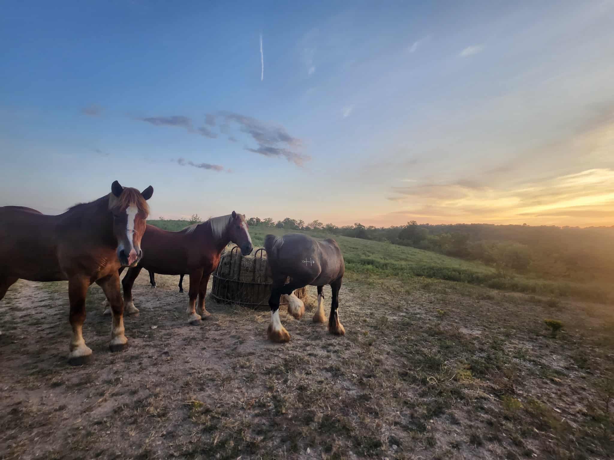 Help Our Rescue Horse Sanctuary Mission continue campaign photo, 4 of 8