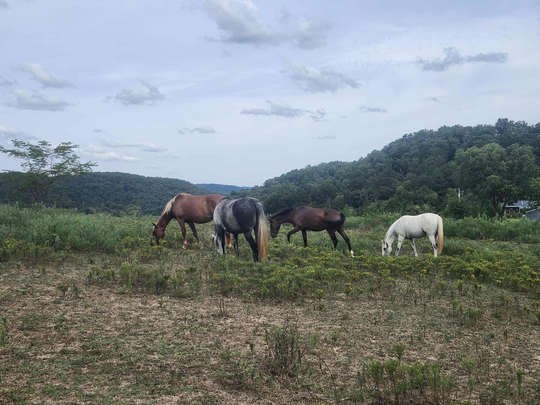 Help Our Rescue Horse Sanctuary Mission continue campaign photo, 2 of 8