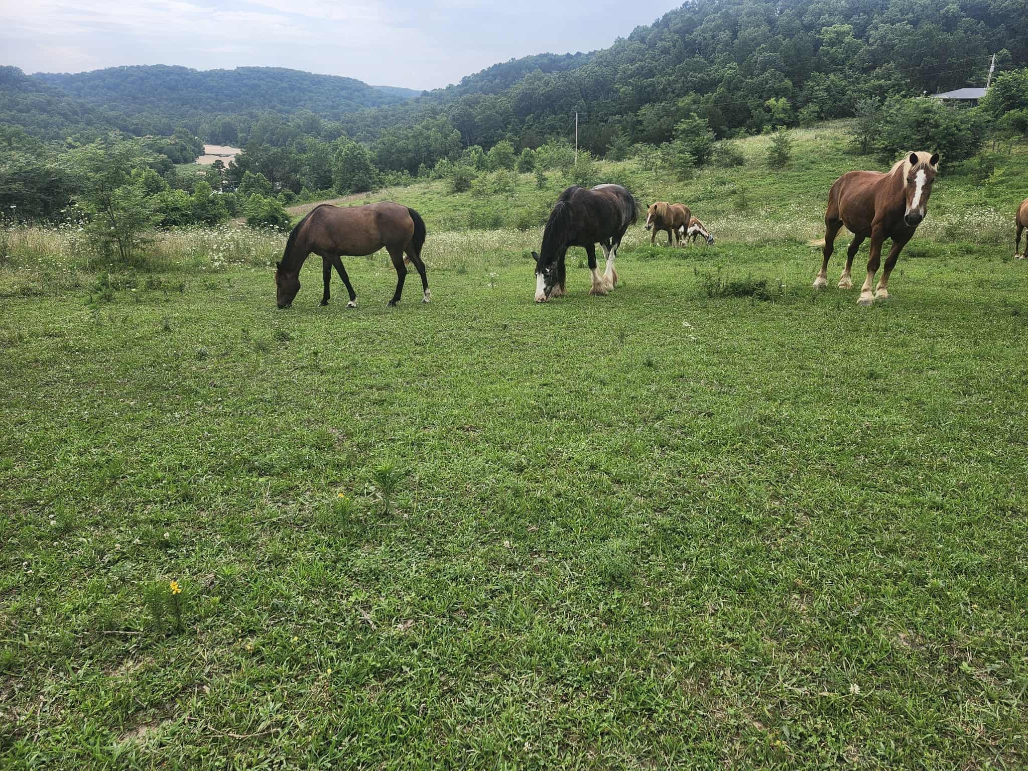 Help Our Rescue Horse Sanctuary Mission continue campaign photo, 6 of 8