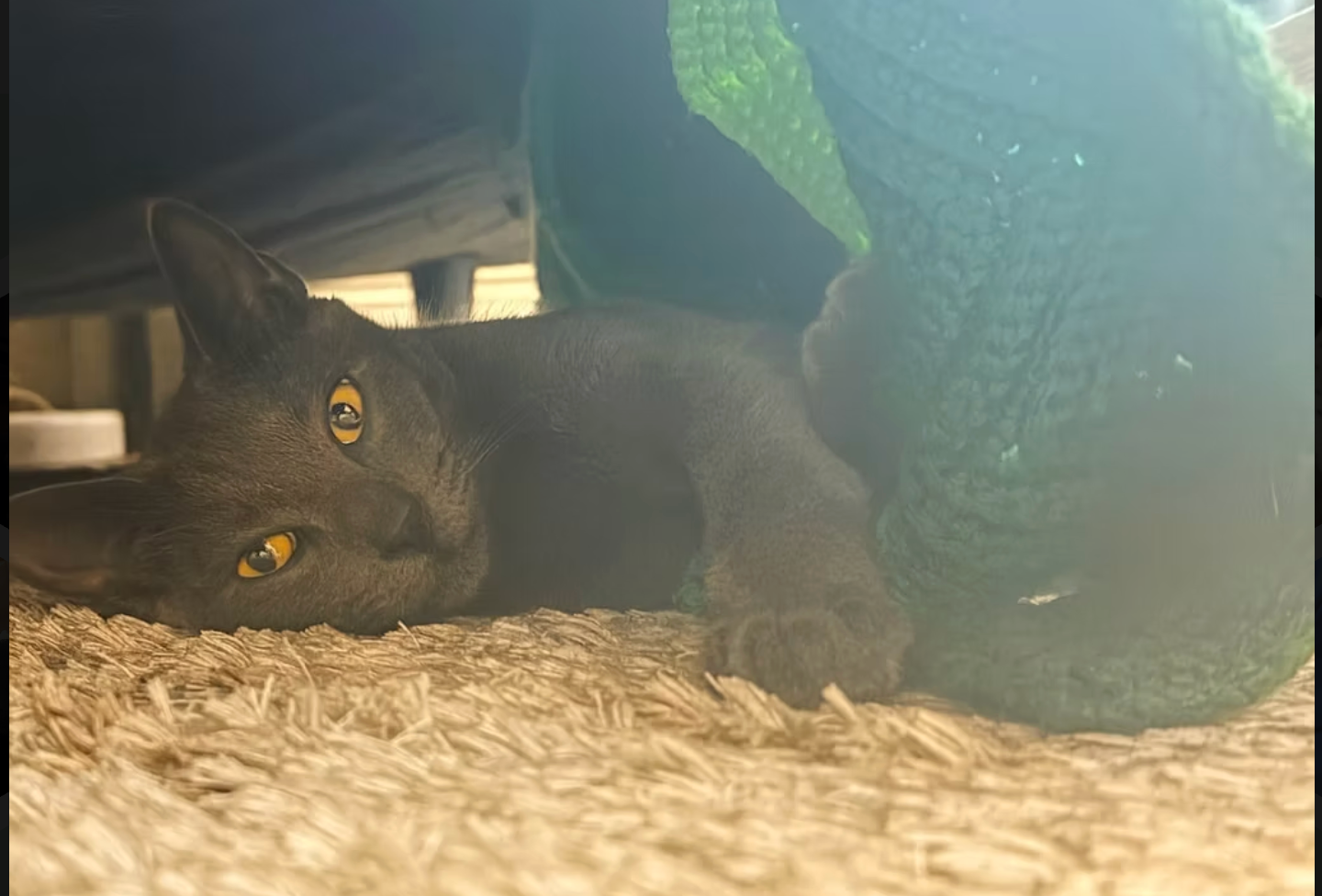 Donate to Secure Safe Homes for Kittens campaign photo, 7 of 8