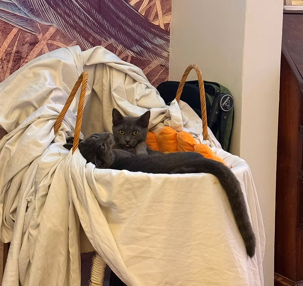 Donate to Secure Safe Homes for Kittens campaign photo, 2 of 8
