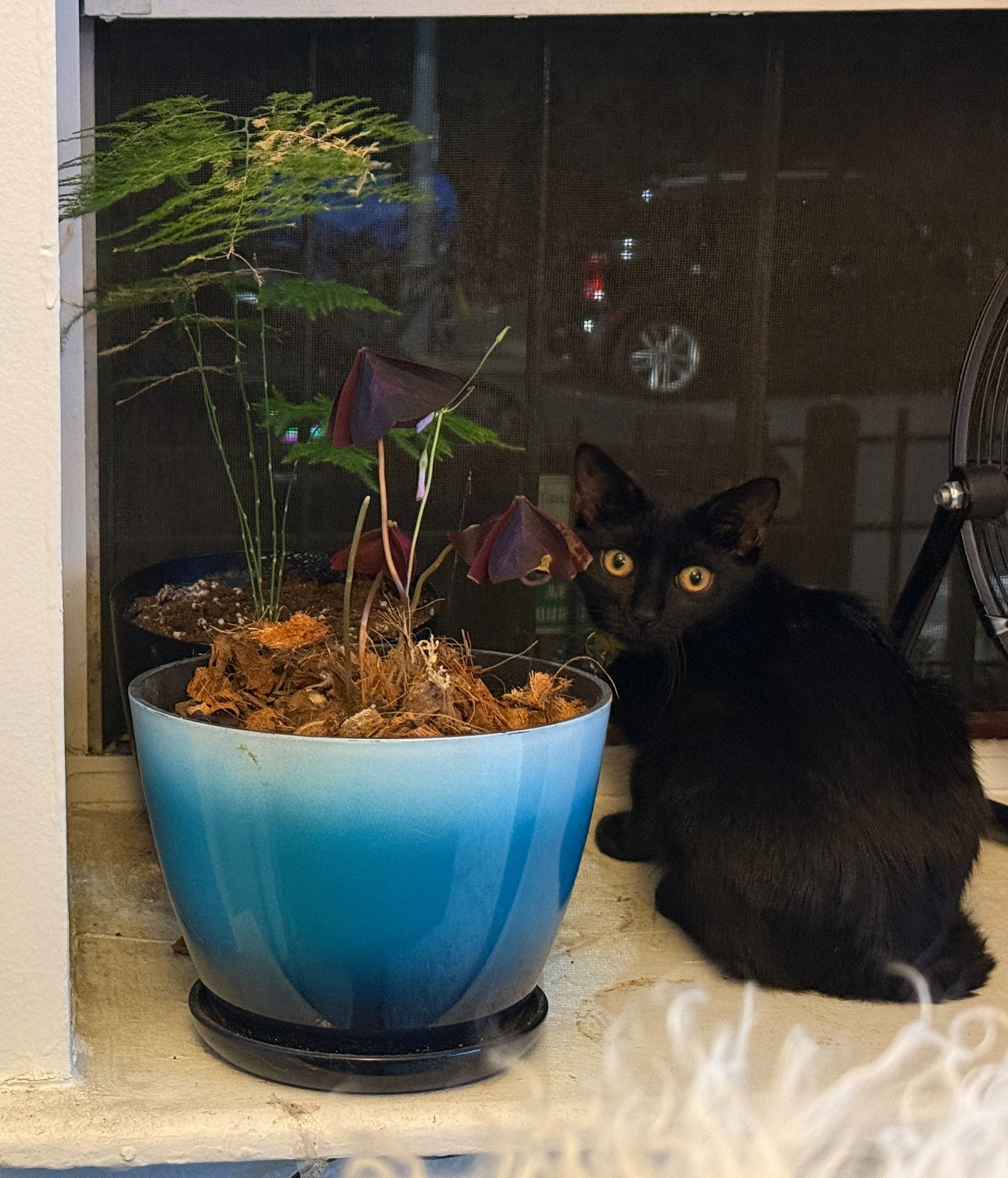 Donate to Secure Safe Homes for Kittens campaign photo, 4 of 8