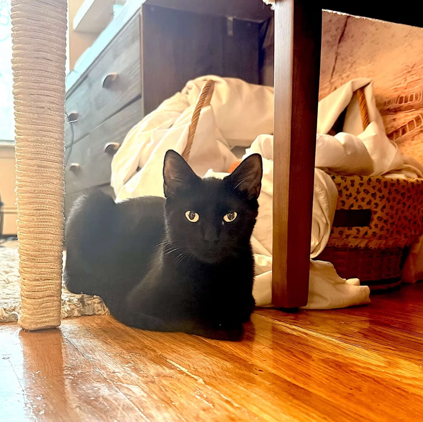 Donate to Secure Safe Homes for Kittens campaign photo, 5 of 8