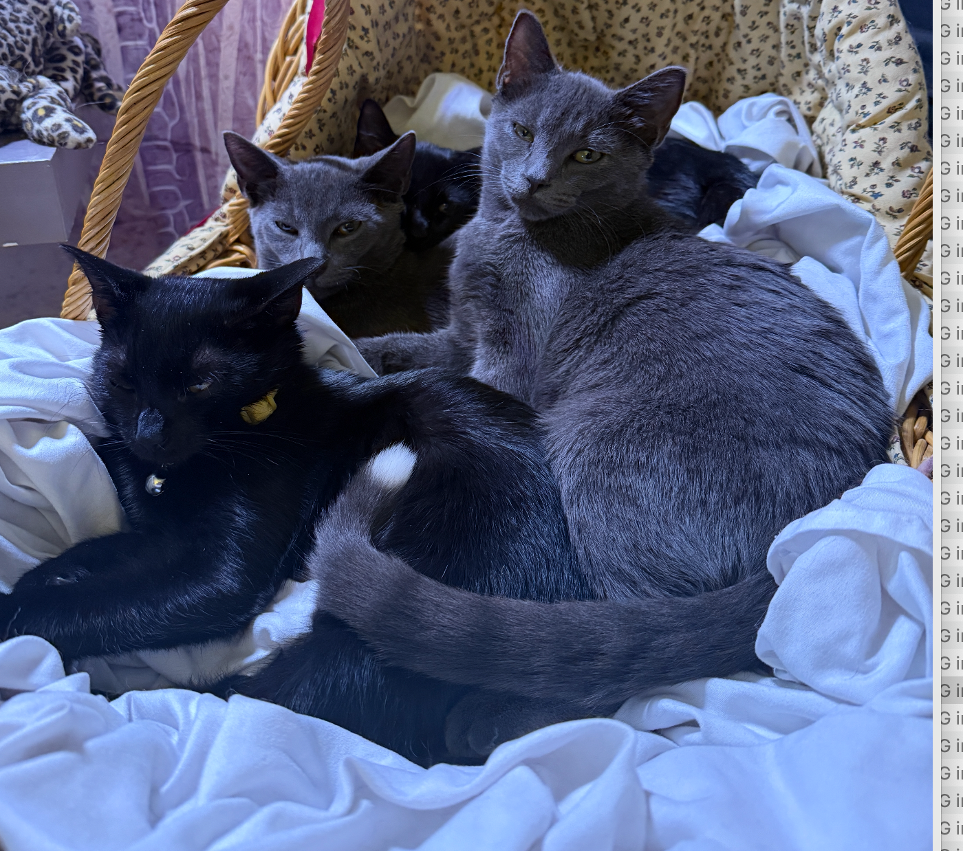 Donate to Secure Safe Homes for Kittens campaign photo, 6 of 8