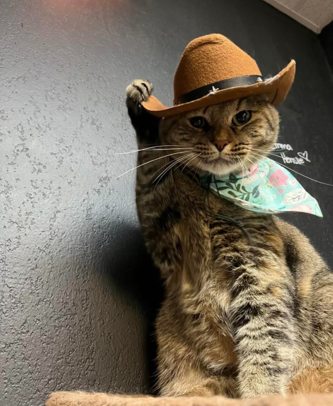 Donate to Launch The Cozy Catfe Cruiser: A Mobile Cat Lounge campaign photo, 2 of 8