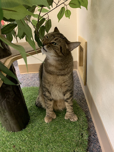 Donate to Launch The Cozy Catfe Cruiser: A Mobile Cat Lounge campaign photo, 4 of 8