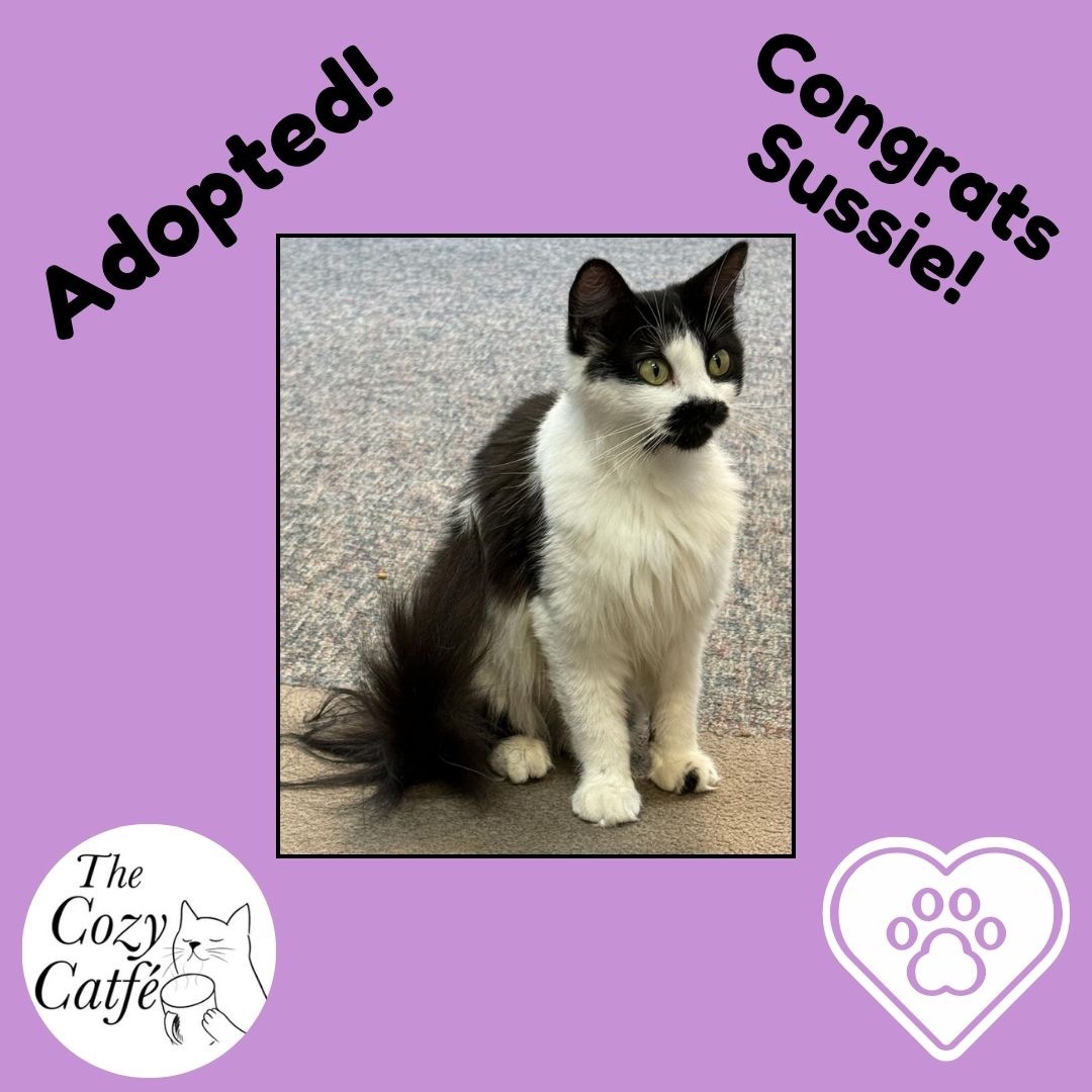 Donate to Launch The Cozy Catfe Cruiser: A Mobile Cat Lounge campaign photo, 6 of 8