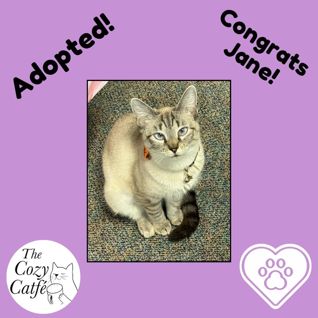 Donate to Launch The Cozy Catfe Cruiser: A Mobile Cat Lounge campaign photo, 5 of 8
