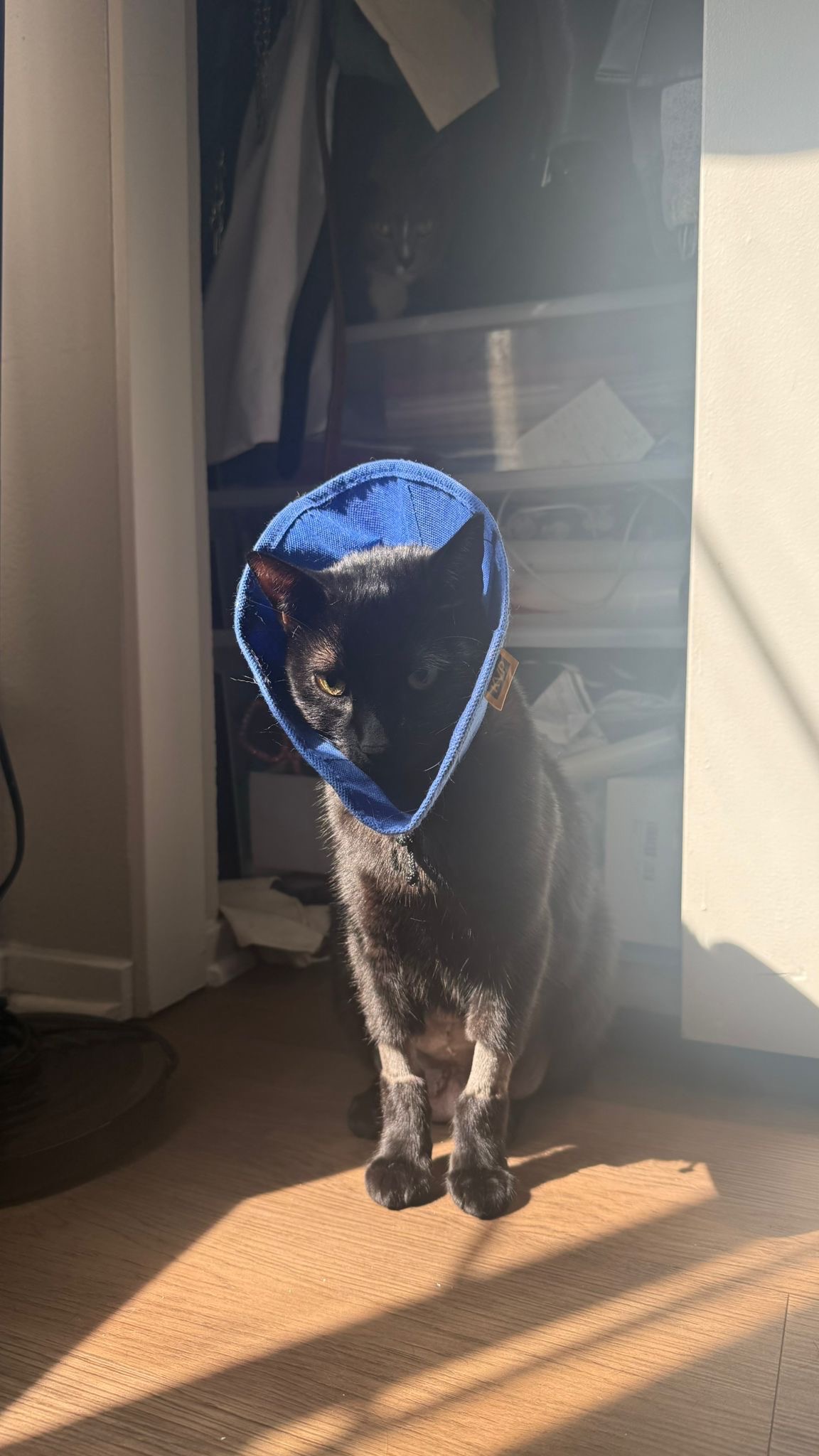 Preto’s Fight to Heal After Emergency Surgery ❤️ campaign photo, 7 of 8
