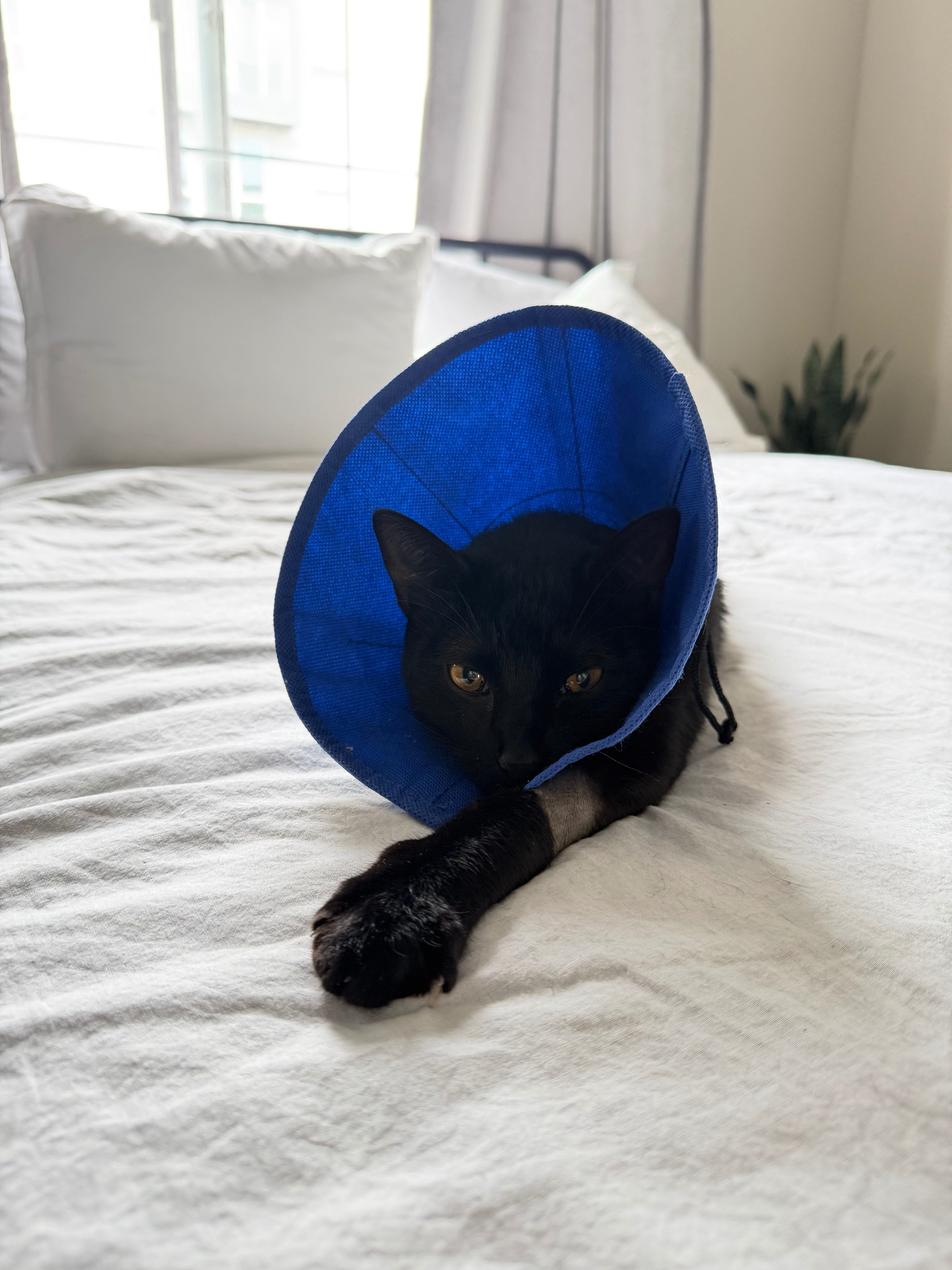 Preto’s Fight to Heal After Emergency Surgery ❤️ campaign photo, 2 of 8