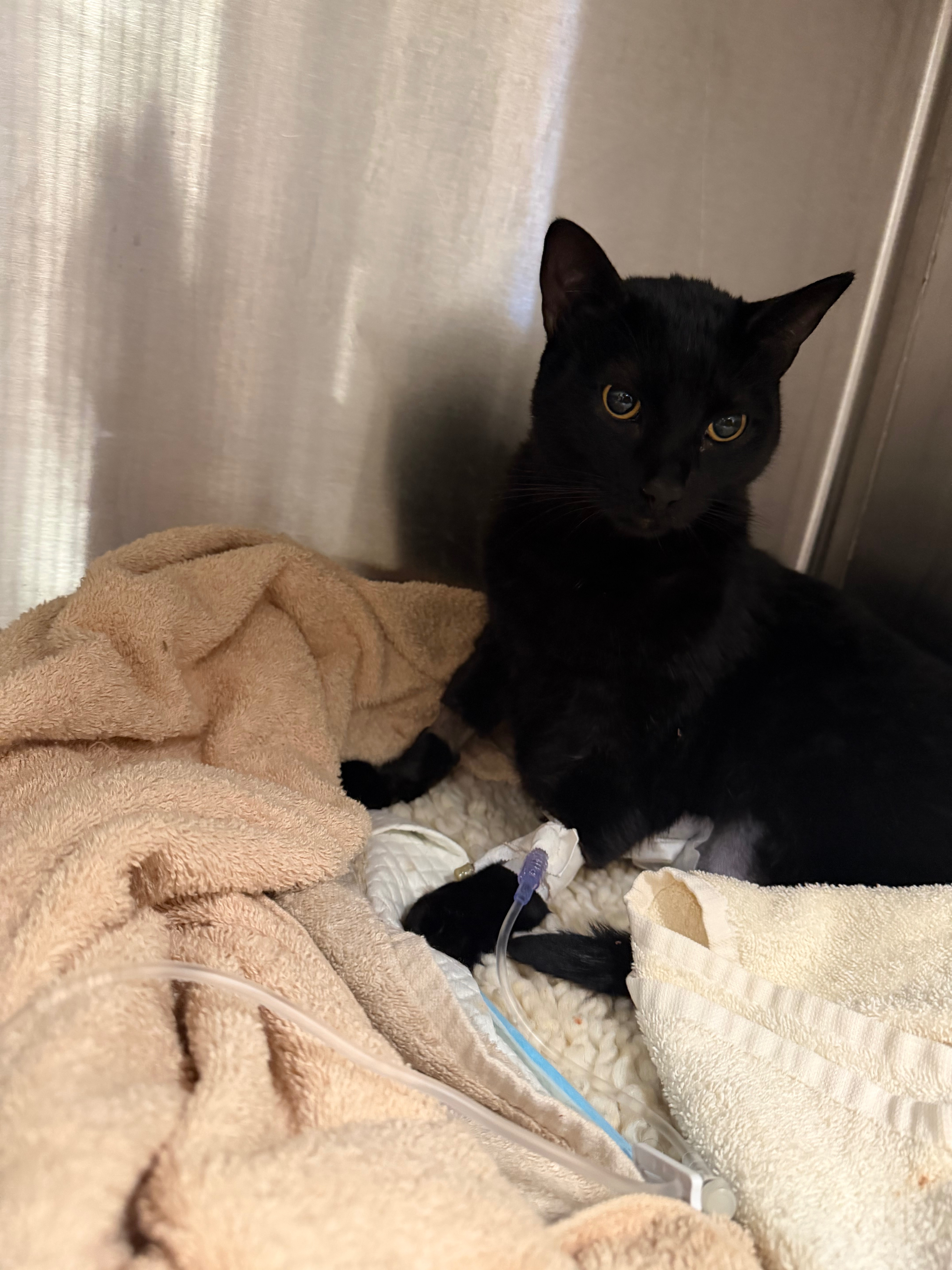 Preto’s Fight to Heal After Emergency Surgery ❤️ campaign photo, 4 of 8