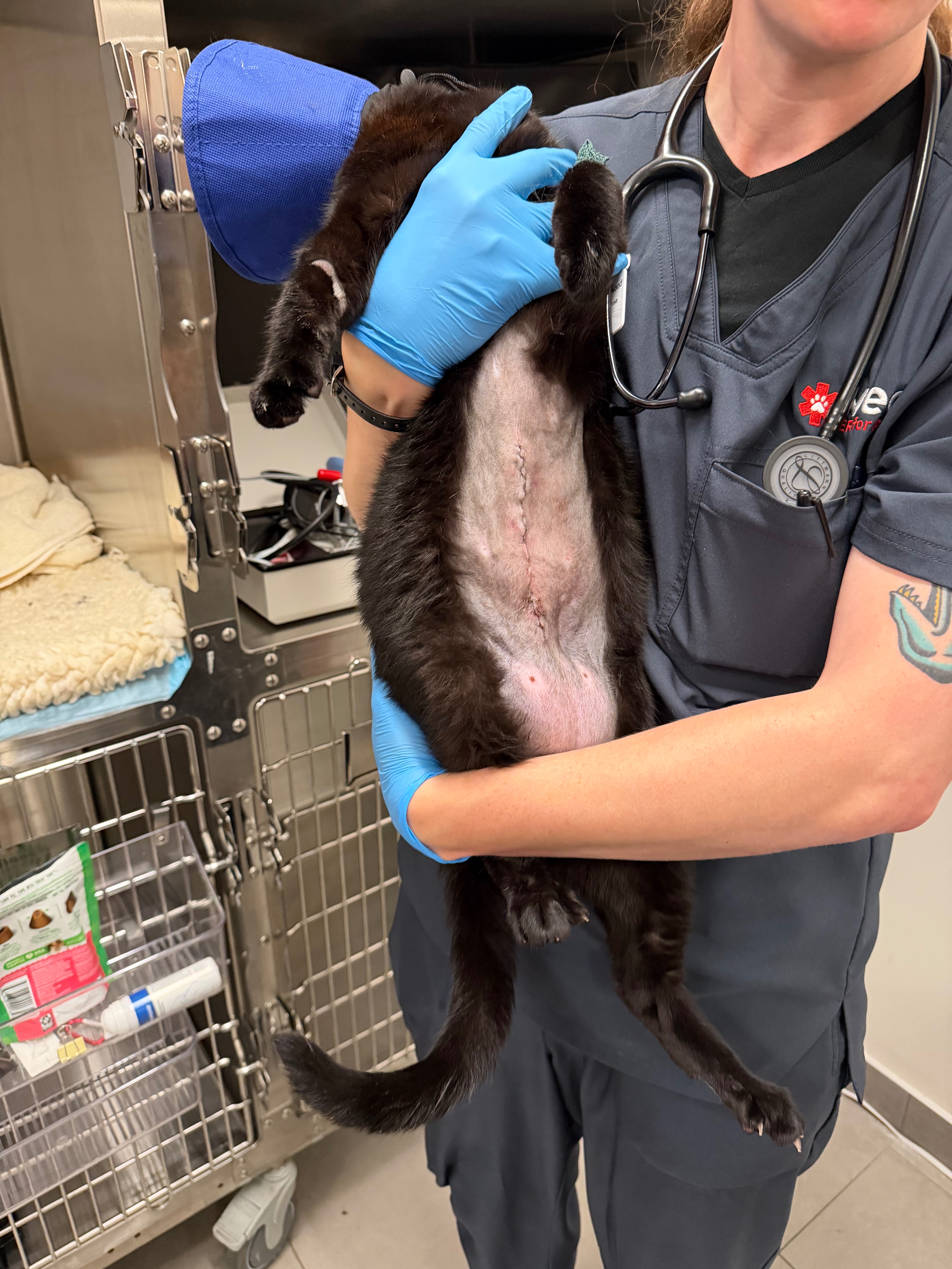 Preto’s Fight to Heal After Emergency Surgery ❤️ campaign photo, 5 of 8