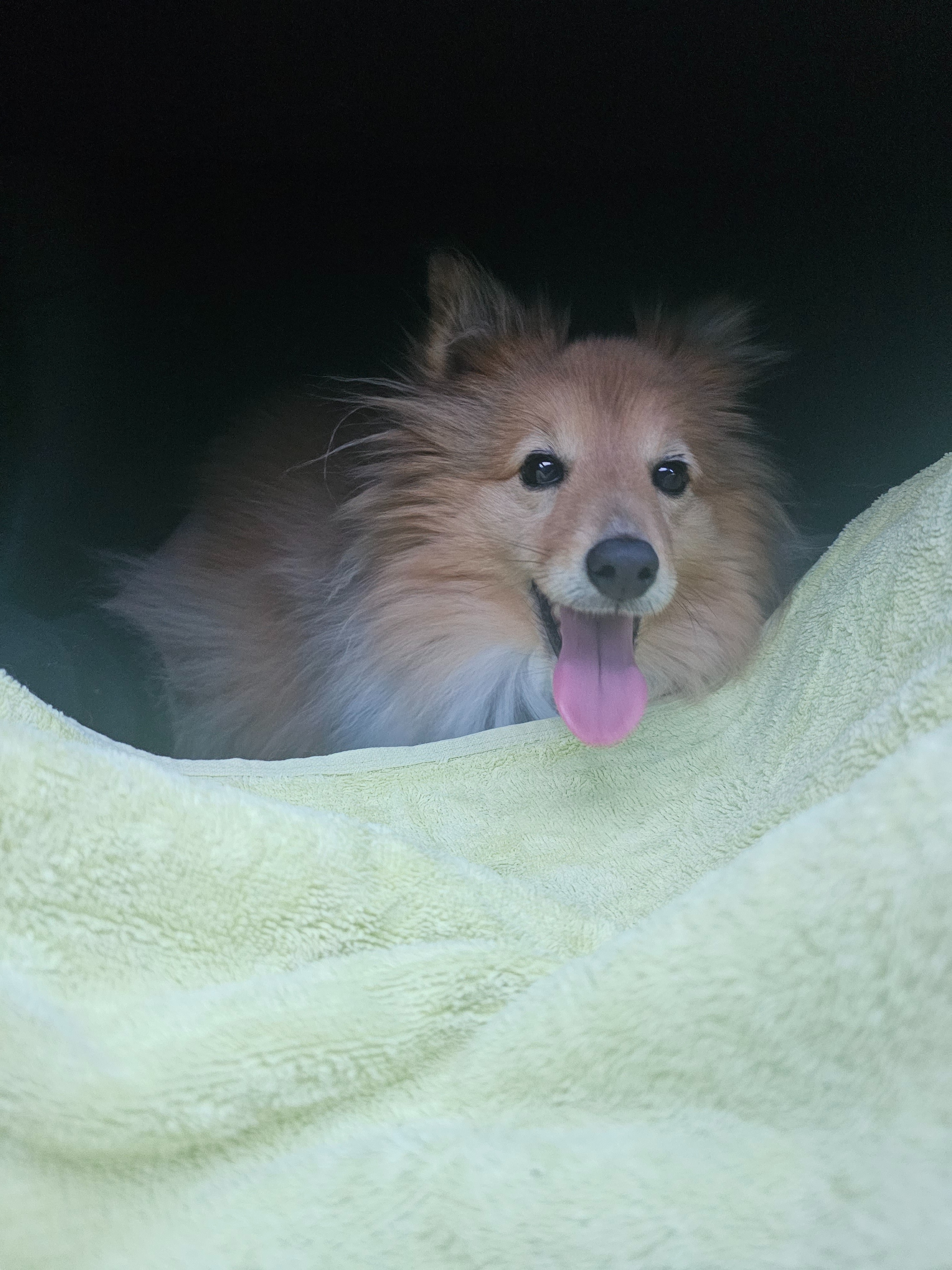 Aria the Shetland Sheepdog's emergency medical fund campaign photo, 5 of 6