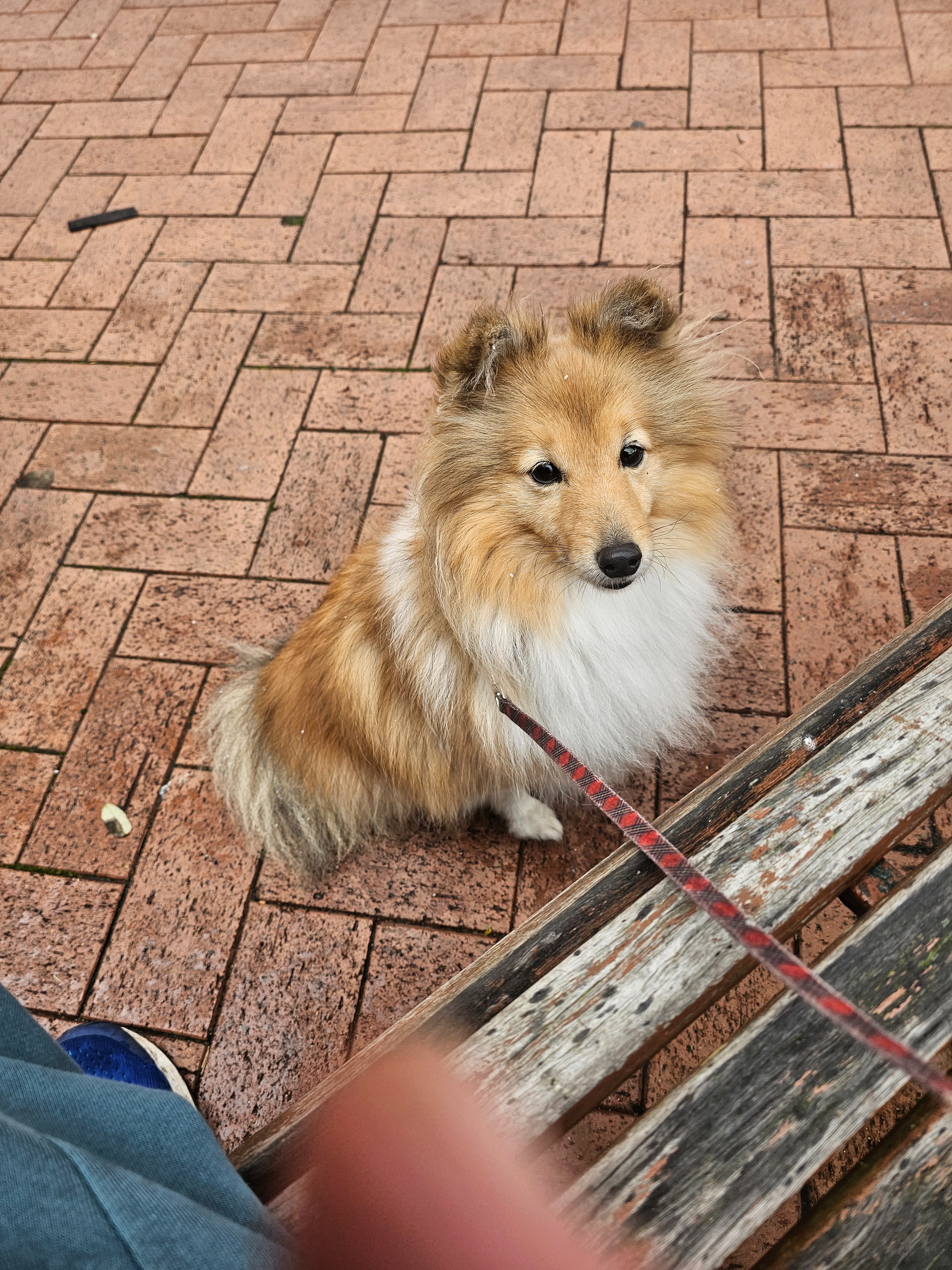 Aria the Shetland Sheepdog's emergency medical fund campaign photo, 4 of 6