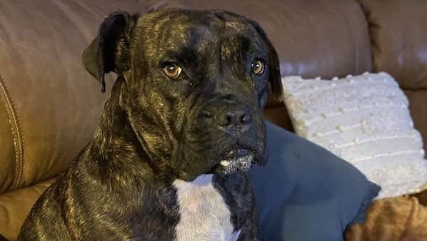 Please help me afford to save & help my precious Sophie