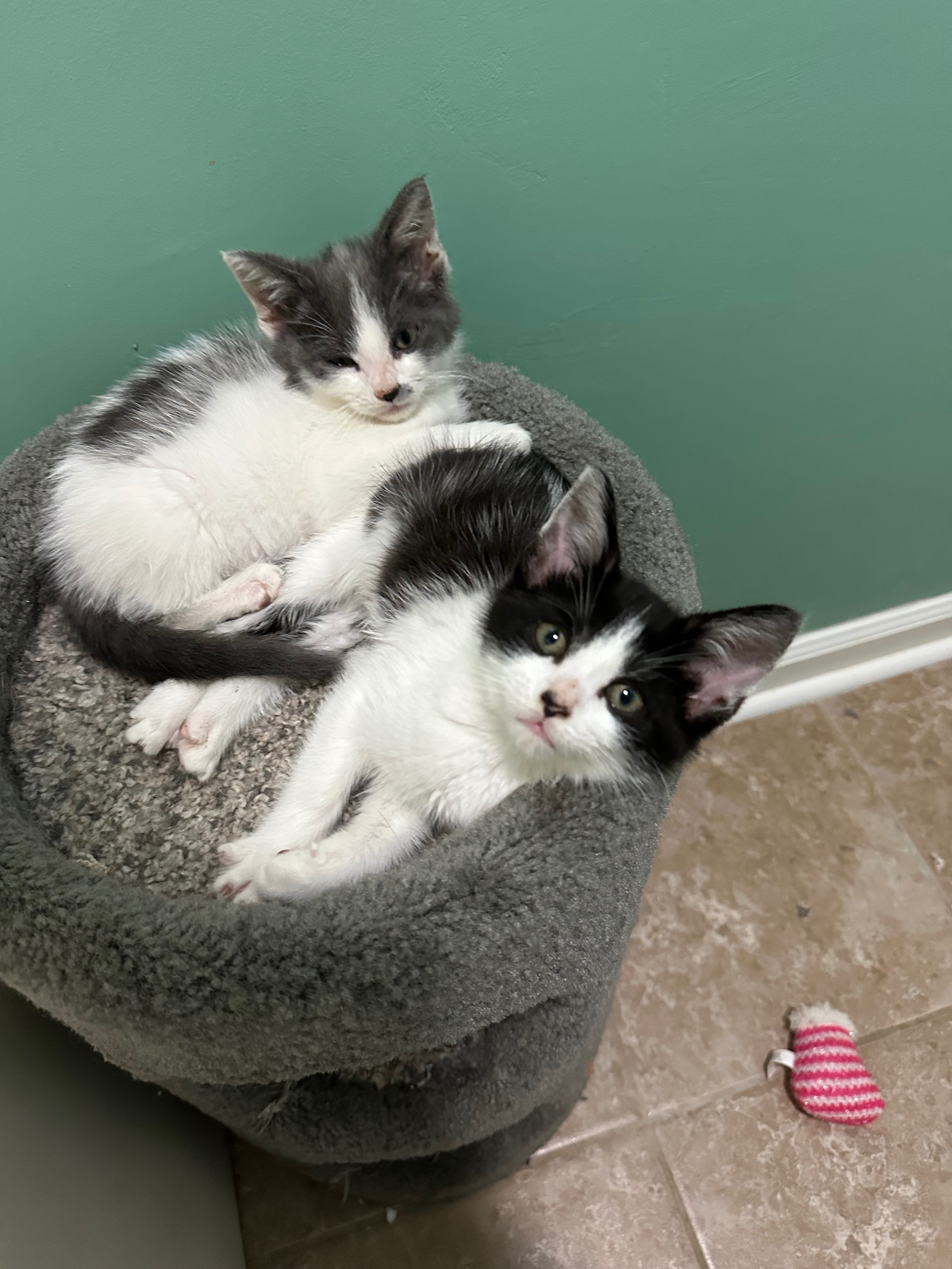 Provide a Lifeline for paws in need campaign photo, 7 of 7