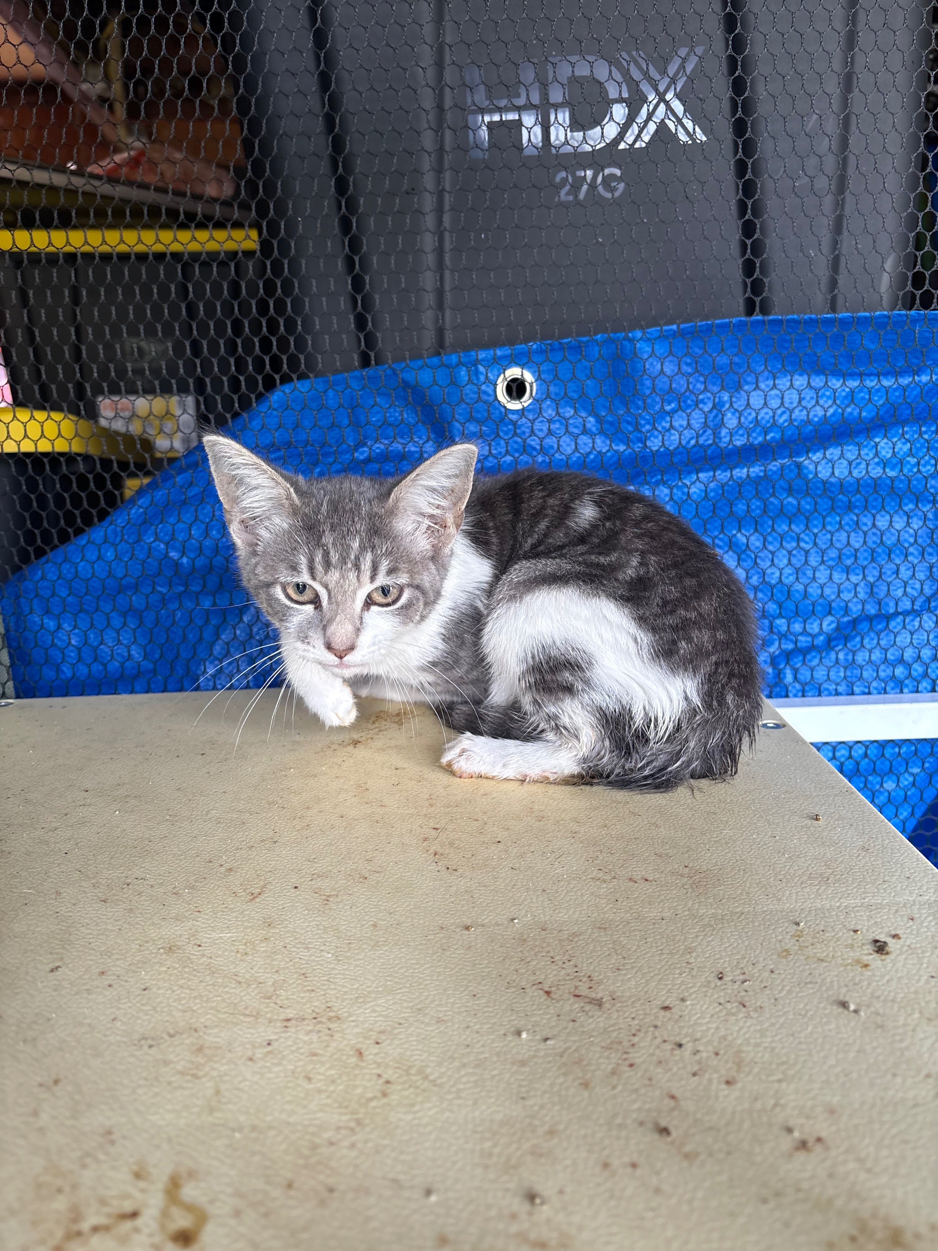 Provide a Lifeline for paws in need campaign photo, 2 of 7