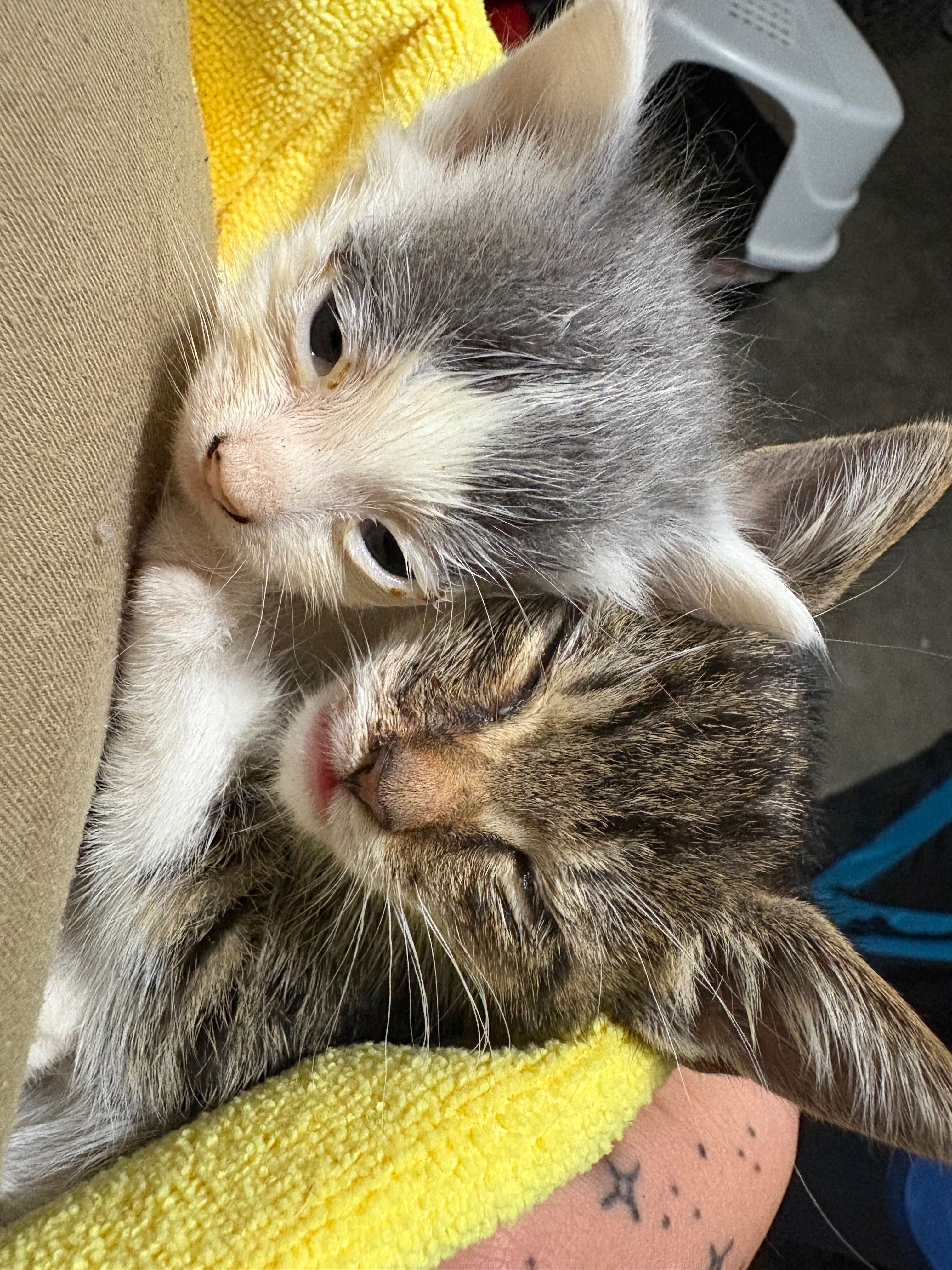 Provide a Lifeline for paws in need campaign photo, 4 of 7