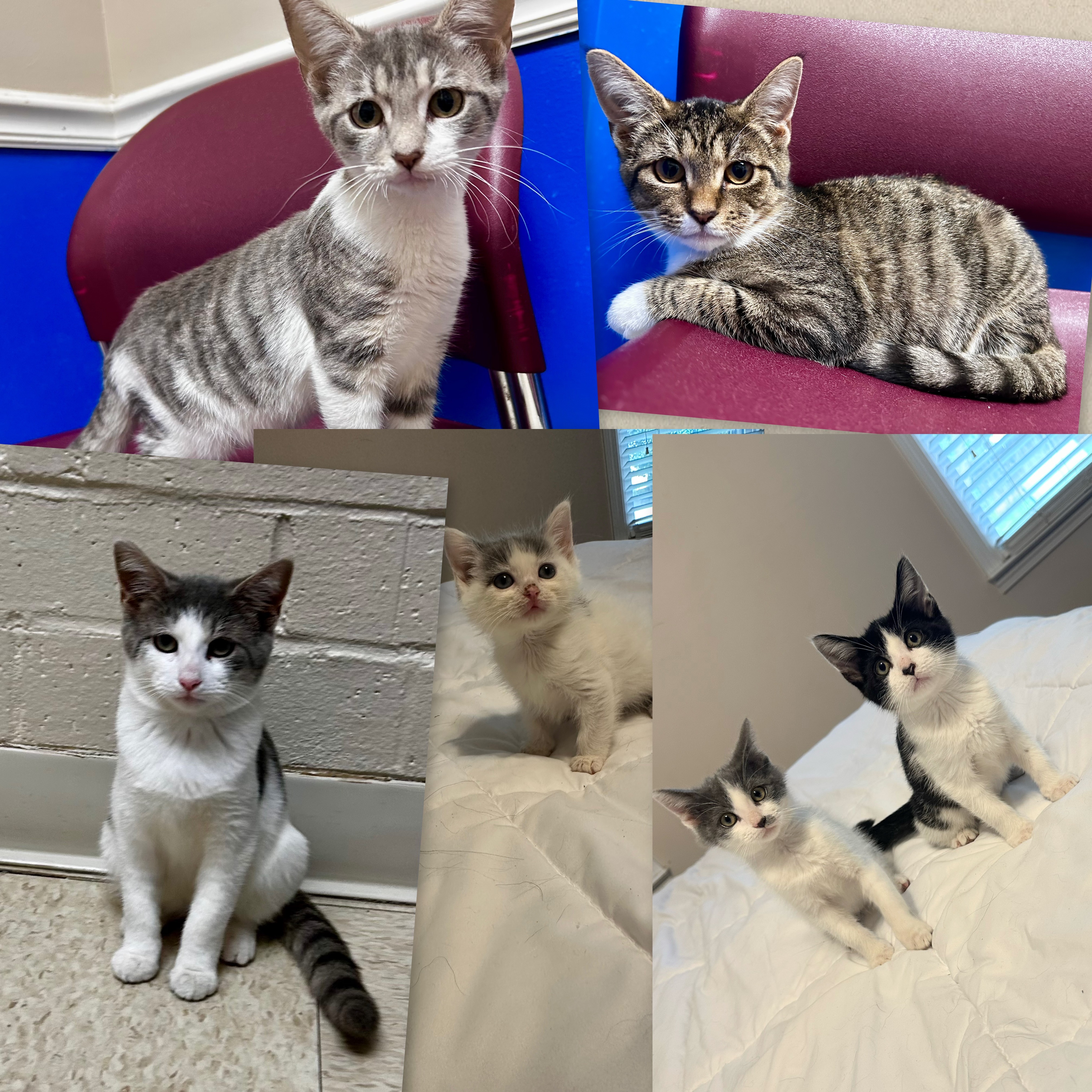 Provide a Lifeline for paws in need campaign photo, 6 of 7