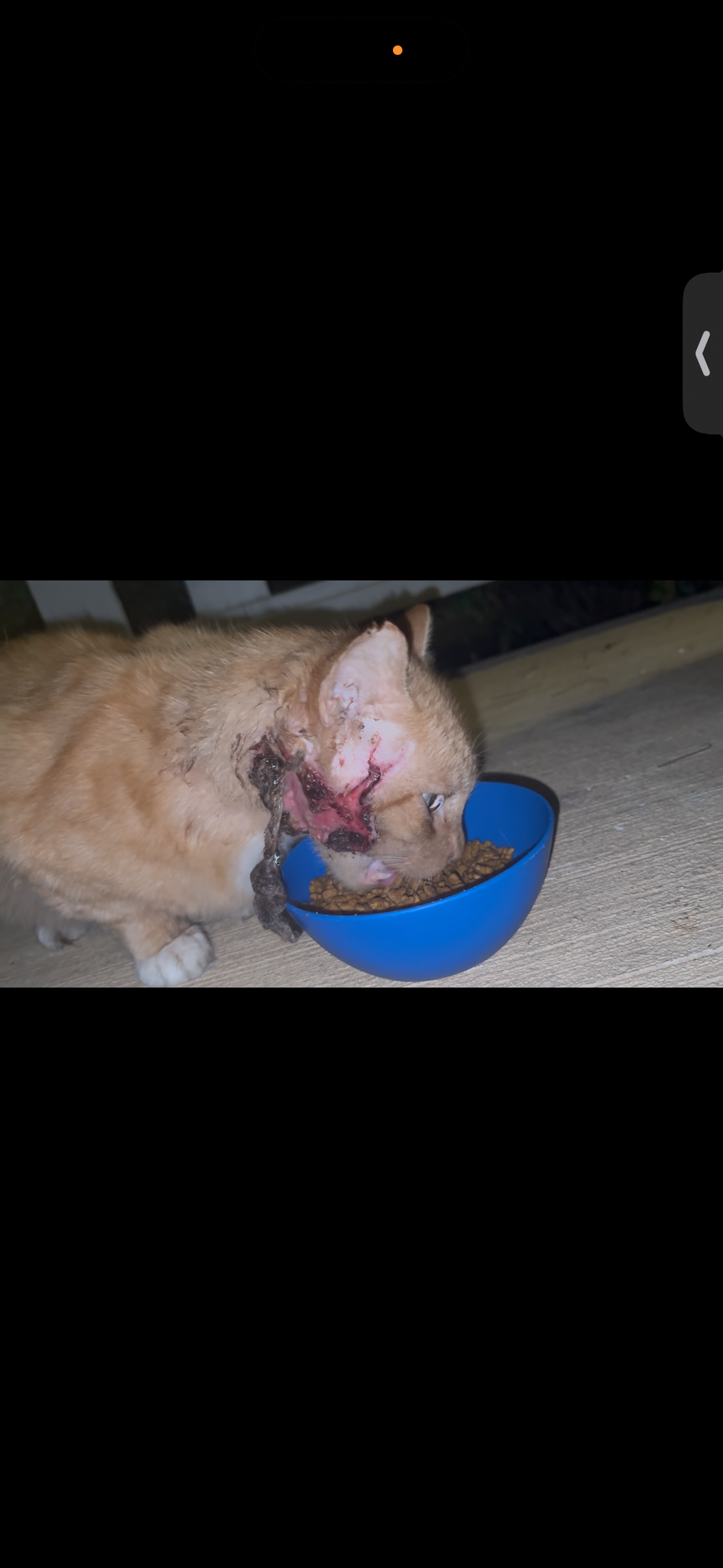 Please help this sweet kitty campaign photo, 2 of 4