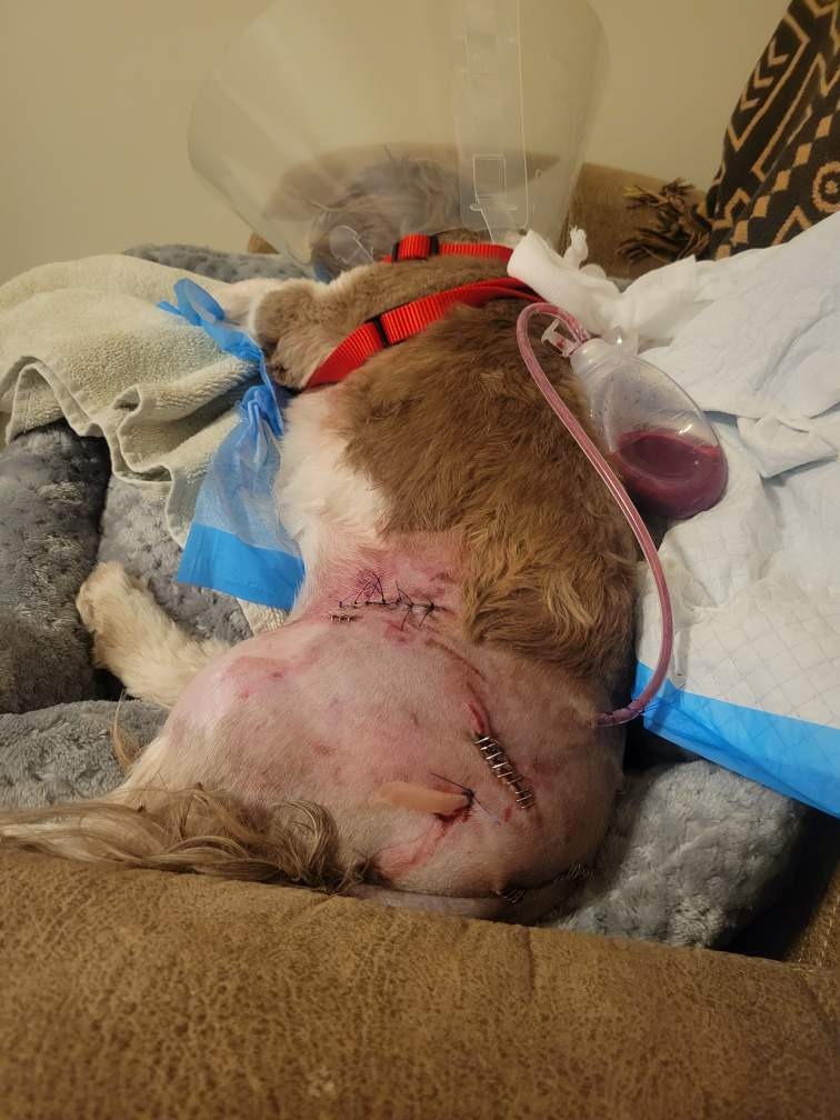 Save Coco: Urgent Care Needed After Attack campaign photo, 6 of 7