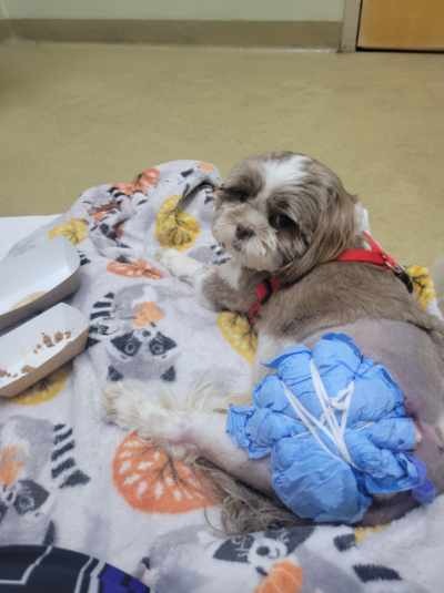 Save Coco: Urgent Care Needed After Attack campaign photo, 2 of 7