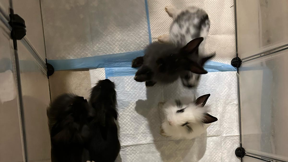 From Hoarding to Healing: 10 Bunnies Still Need Surgery photo