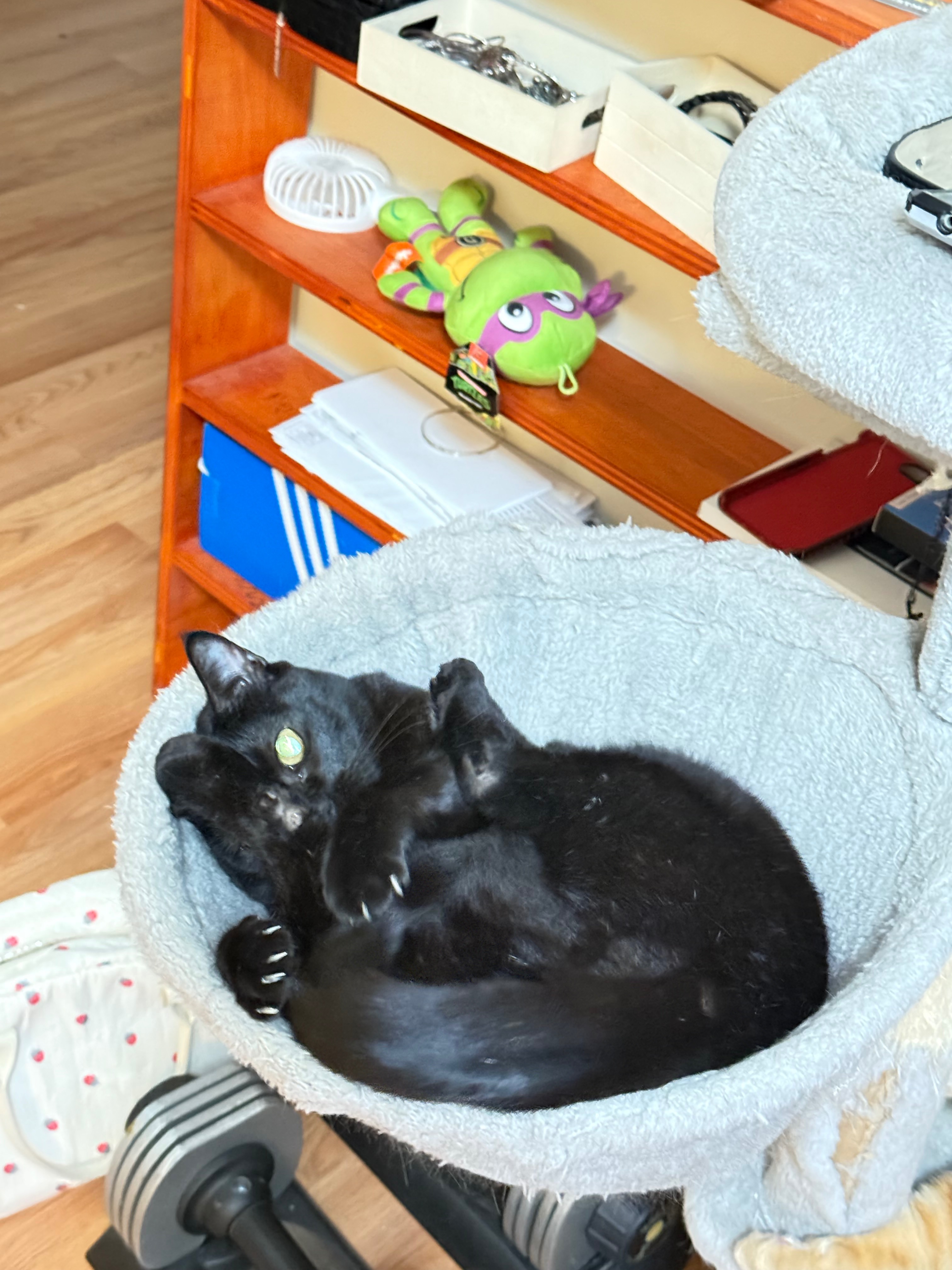 Help us pay for Bean's vet bills campaign photo, 5 of 5