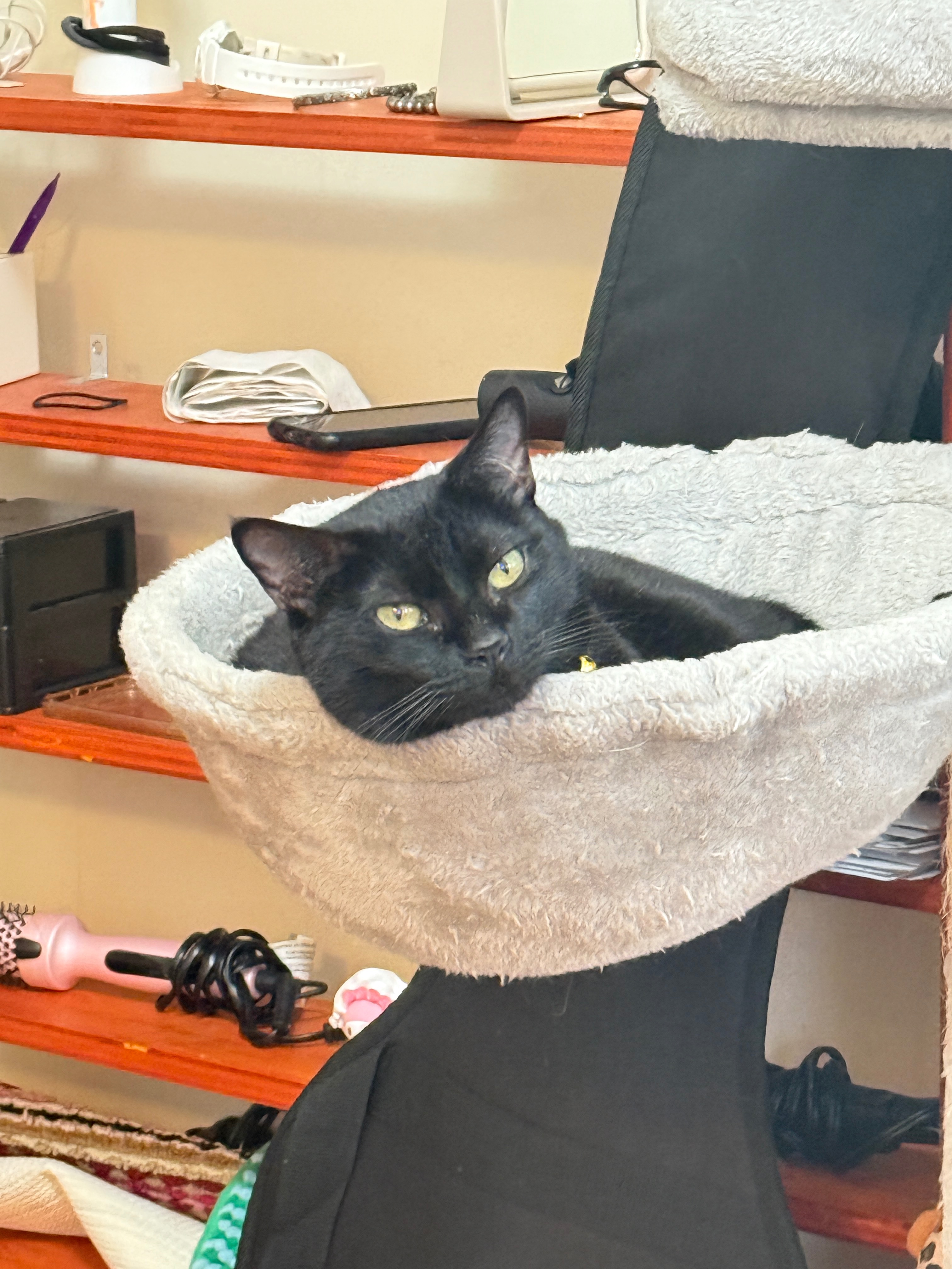 Help us pay for Bean's vet bills campaign photo, 2 of 5