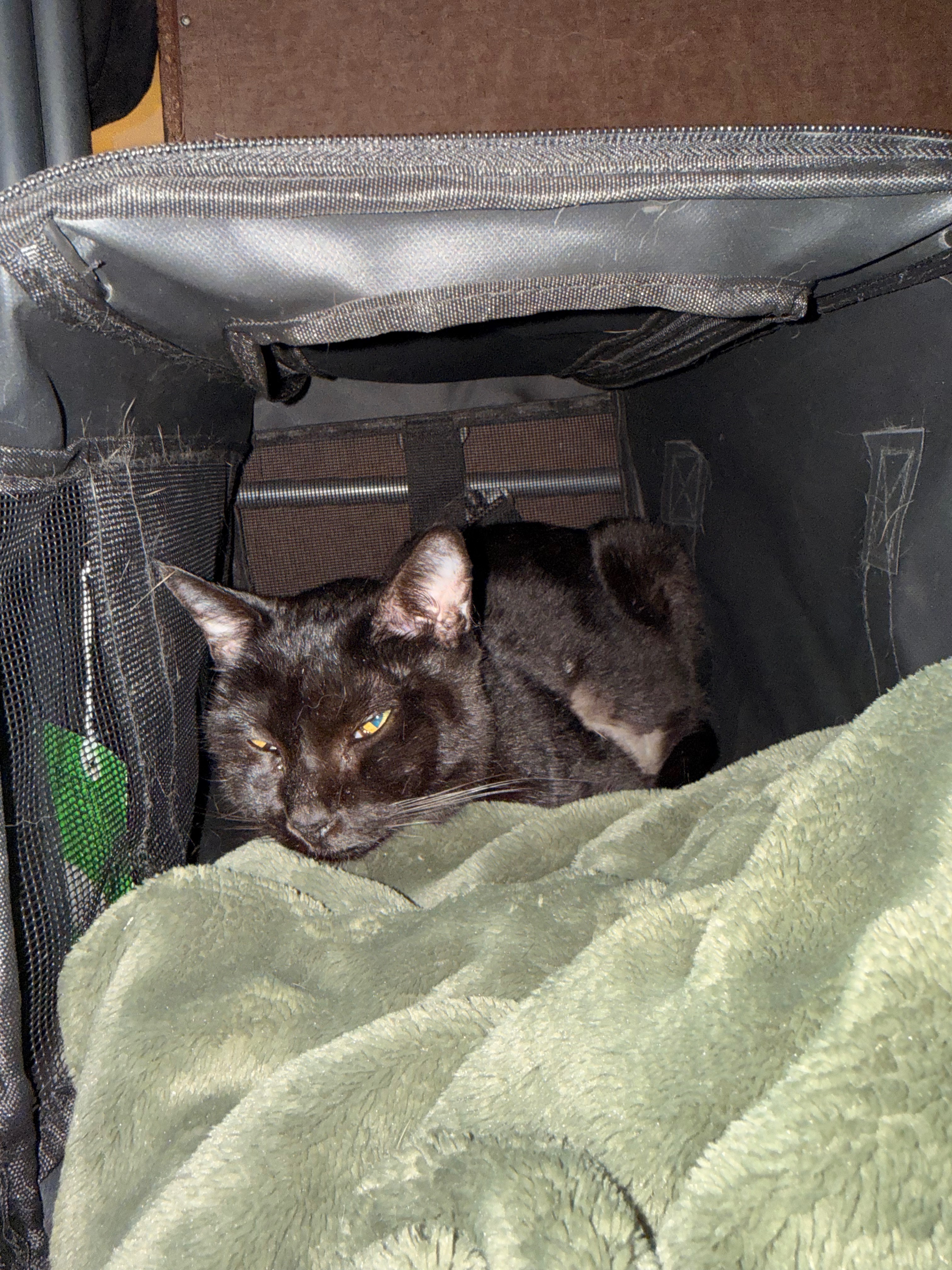 Help us pay for Bean's vet bills campaign photo, 4 of 5