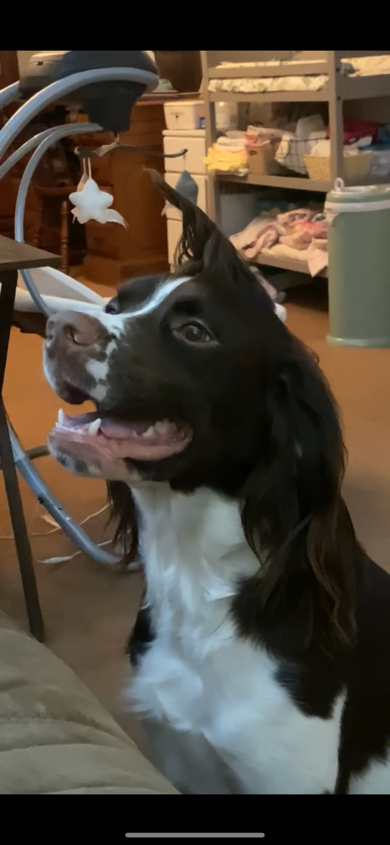 Help Save Sprocket  Emergency Surgery Needed campaign photo, 7 of 8